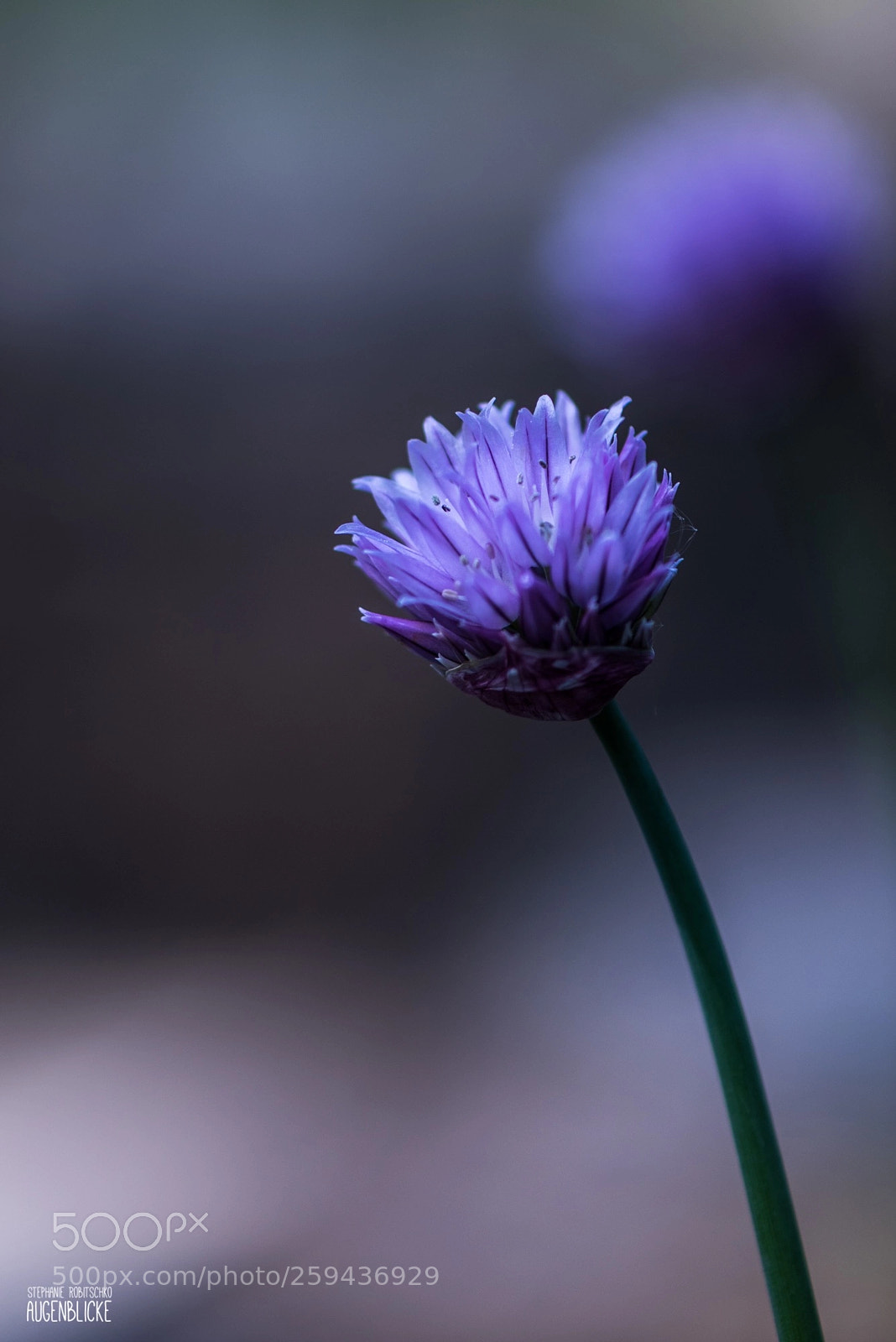 Nikon D750 sample photo. Little beauty photography