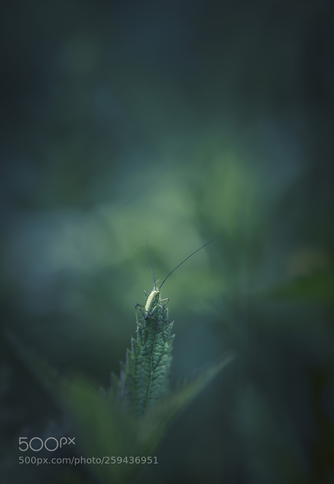 Nikon D7200 sample photo. Into the green photography