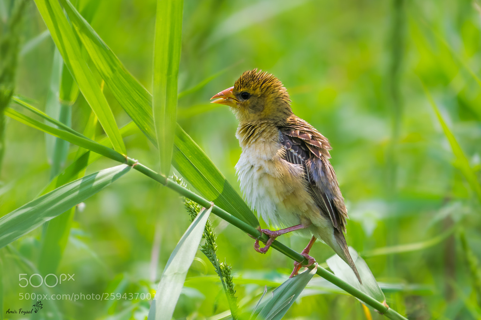 Canon EOS 1100D (EOS Rebel T3 / EOS Kiss X50) sample photo. Baya weaver / বাবুই photography