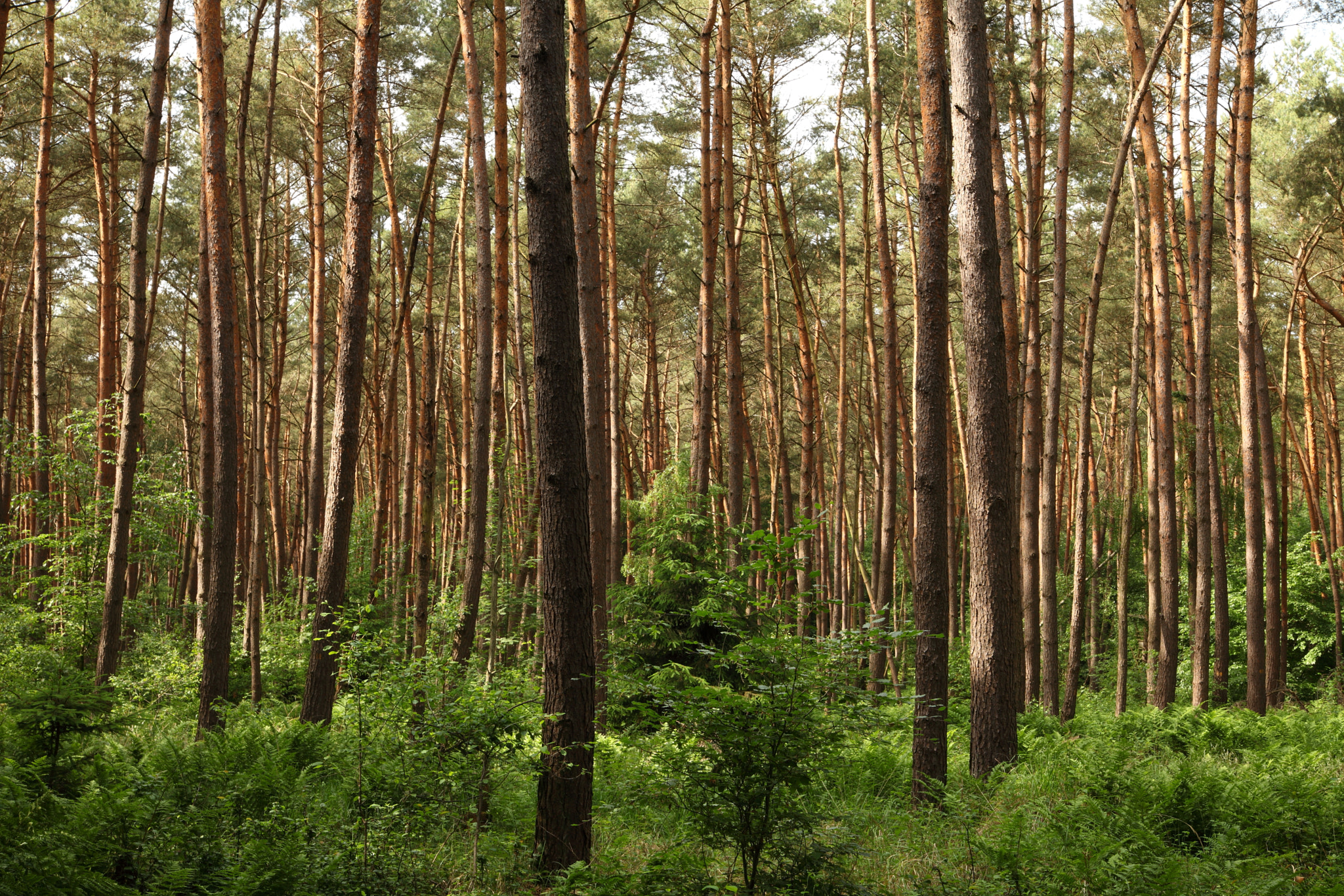 Canon EOS 5D Mark II sample photo. The pine forest photography