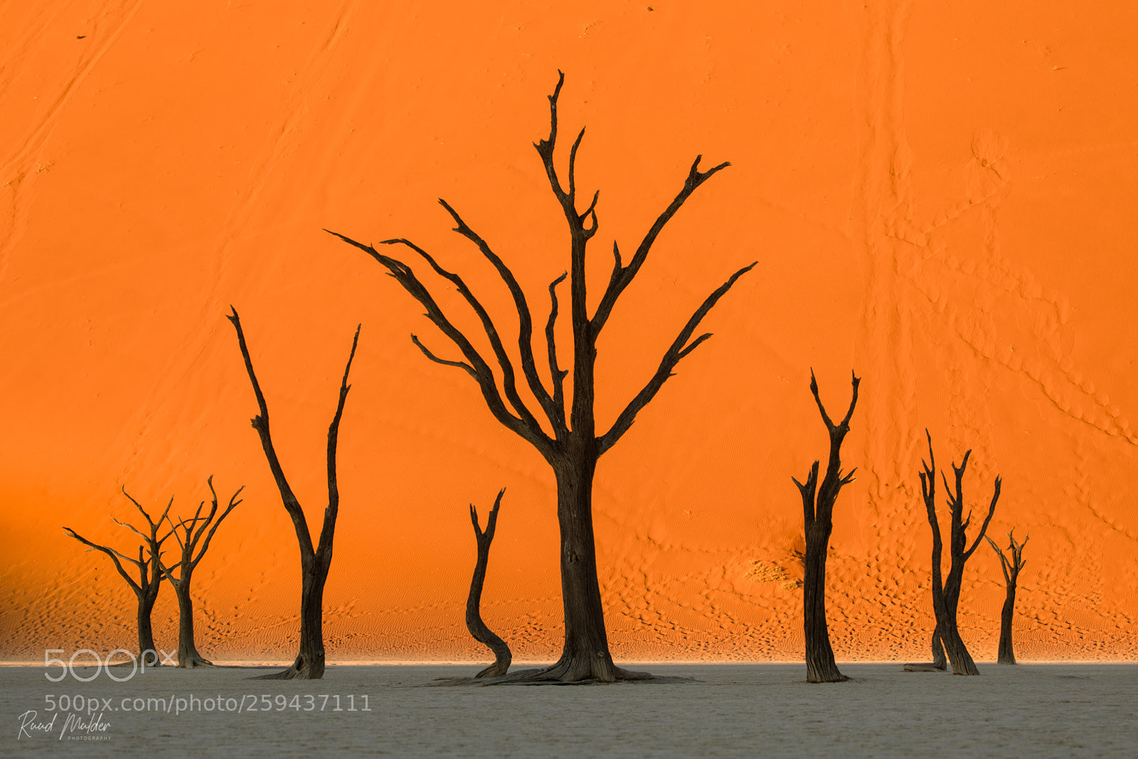 Canon EOS 5D Mark IV sample photo. Trees in a row photography