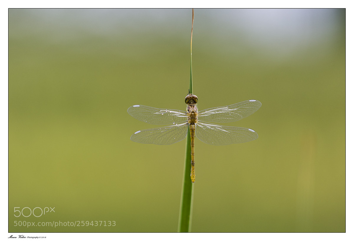 Nikon D7200 sample photo. Libellula photography