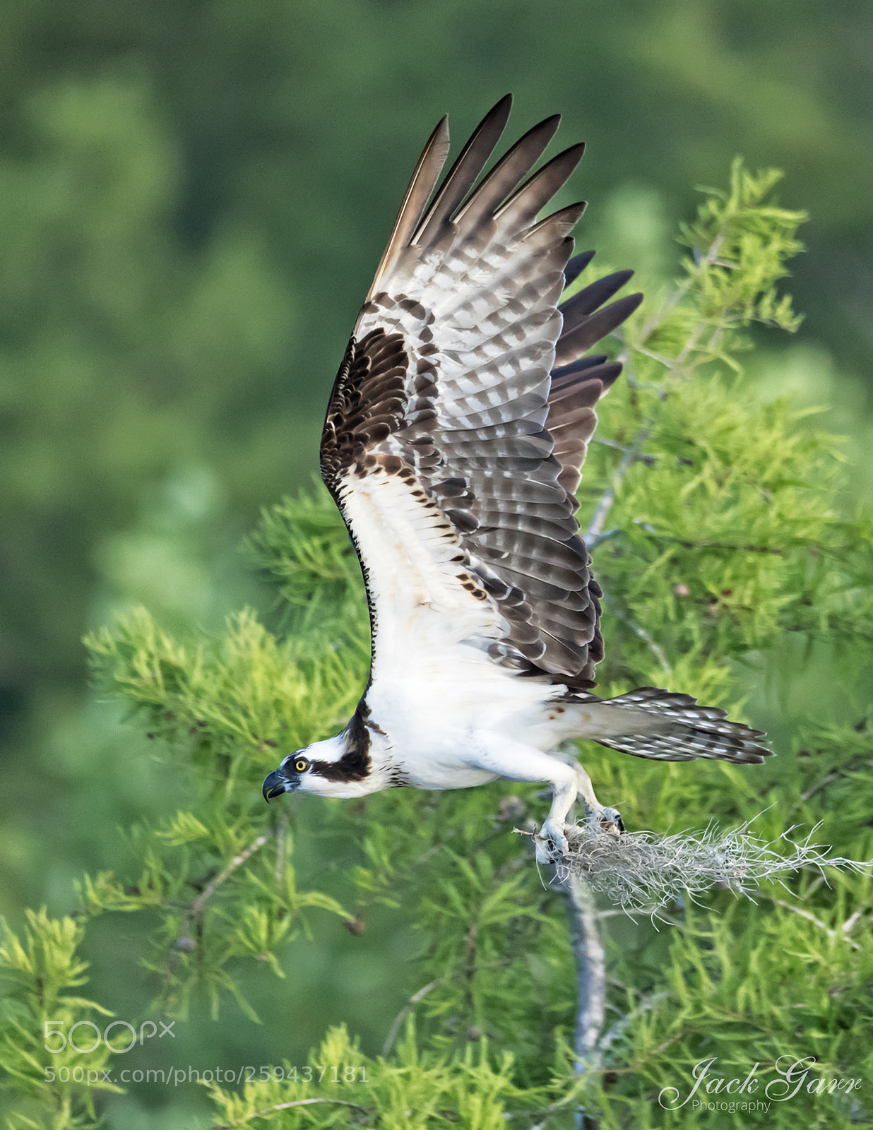 Canon EOS-1D X Mark II sample photo. Osprey in flying photography