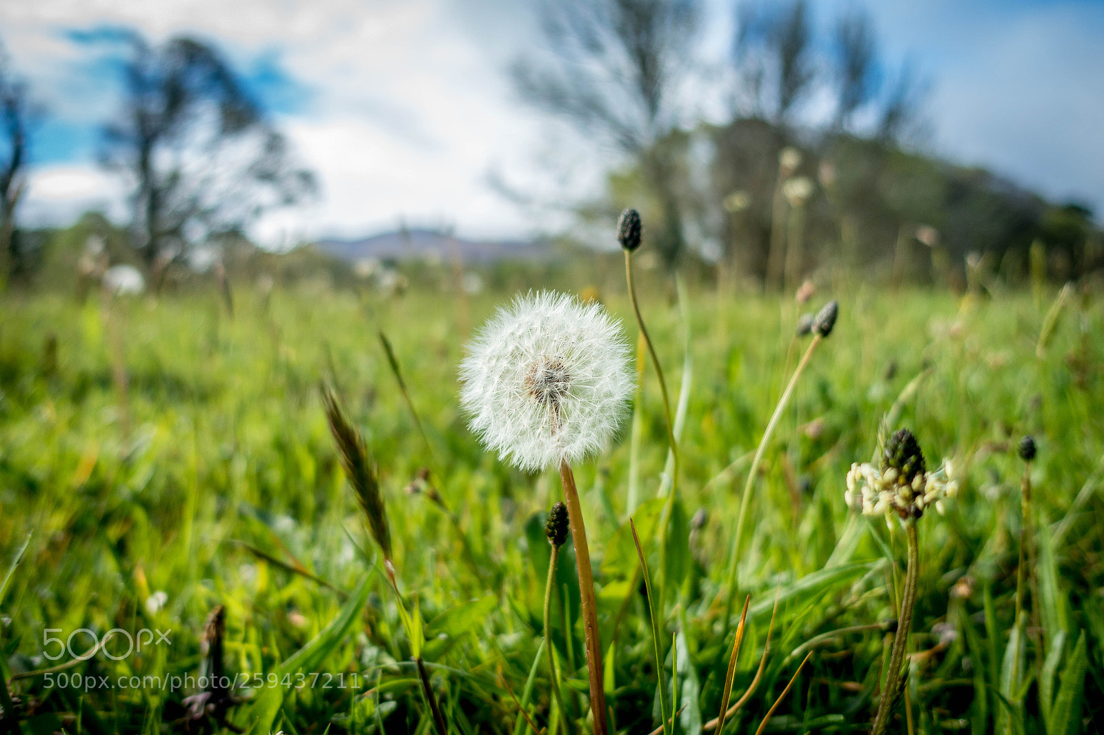 Sony Cyber-shot DSC-RX100 III sample photo. Oooo dandelion! photography
