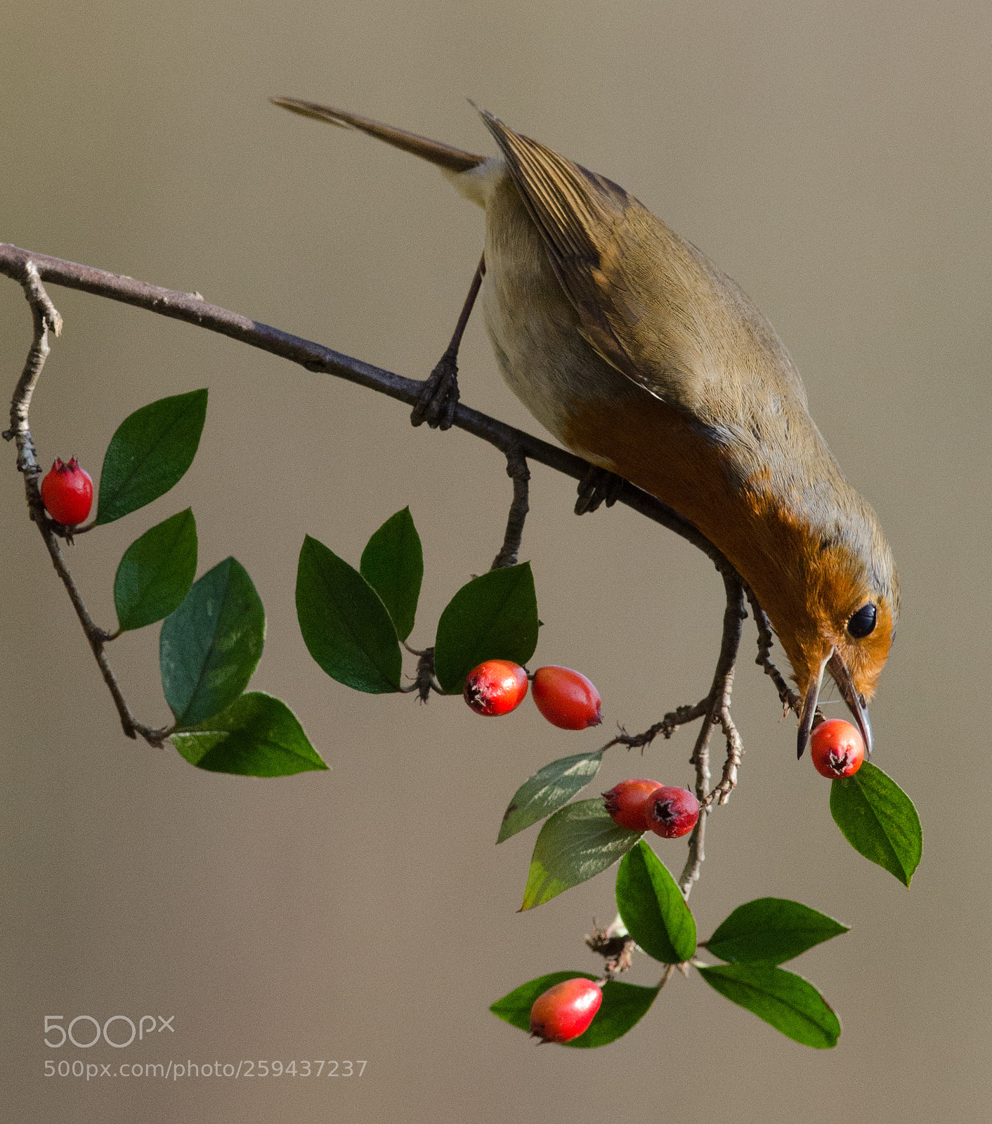Nikon D7000 sample photo. Robin feeding photography