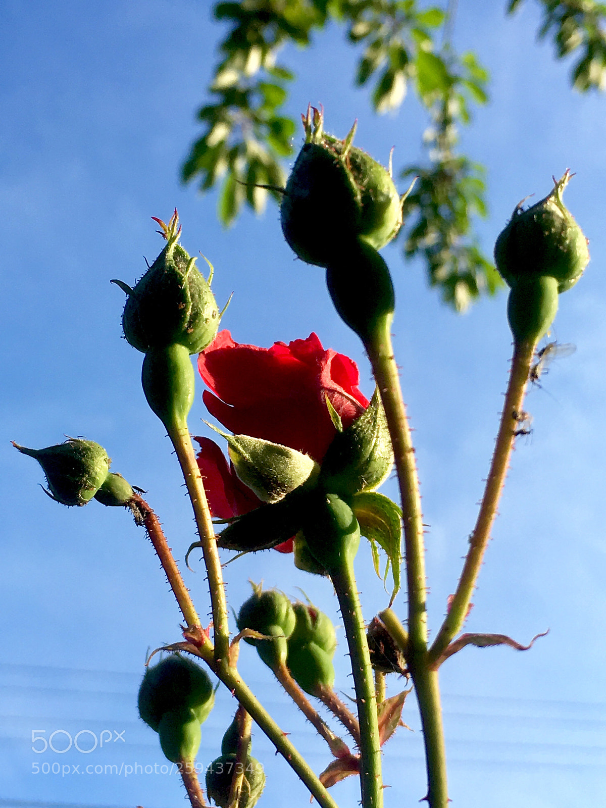 Apple iPhone SE sample photo. ...2 photography