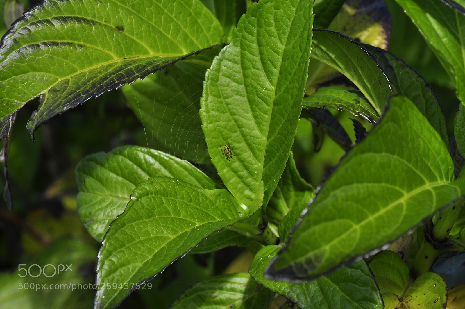 Nikon D90 sample photo. Cobweb photography
