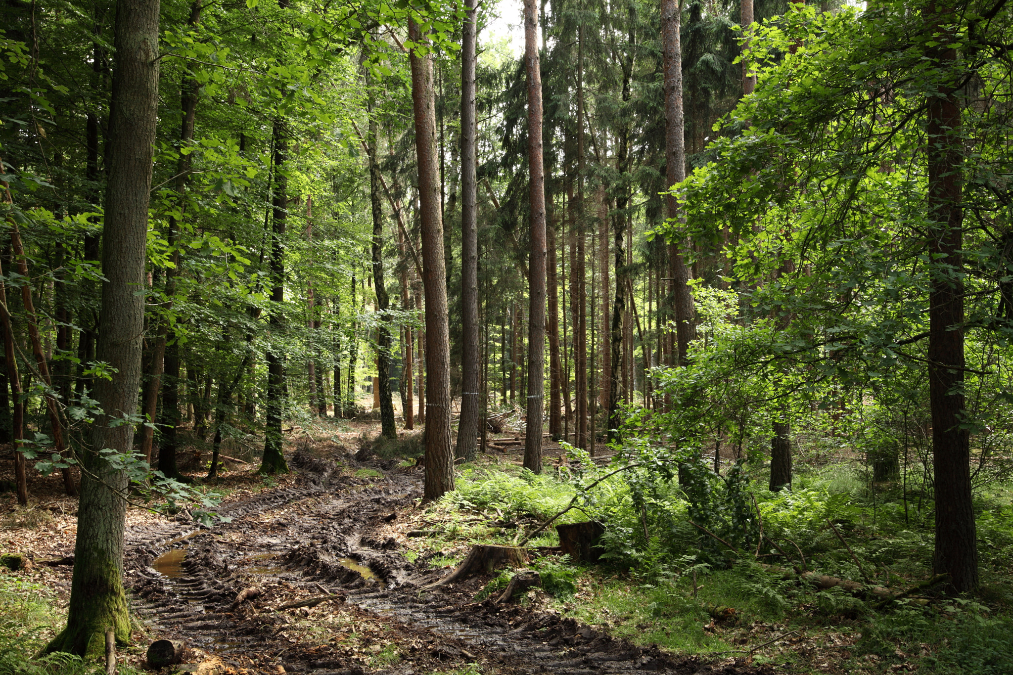 Canon EOS 5D Mark II sample photo. Deep in the forest photography