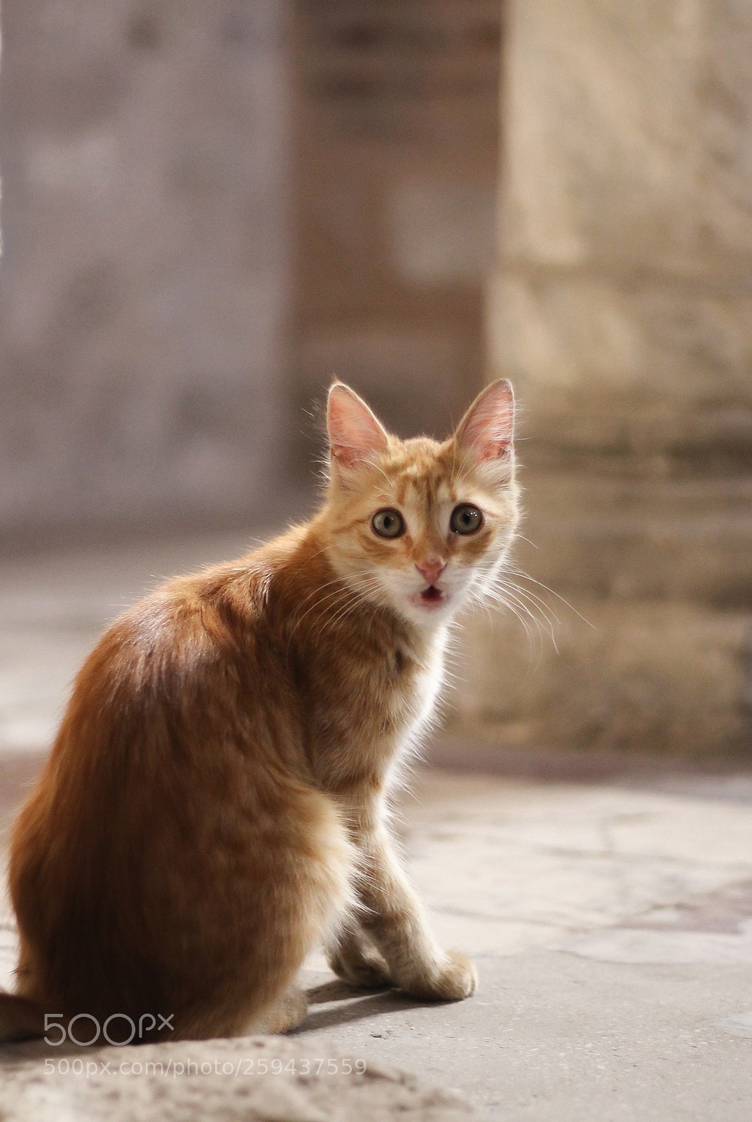 Canon EOS 700D (EOS Rebel T5i / EOS Kiss X7i) sample photo. Wow! photography
