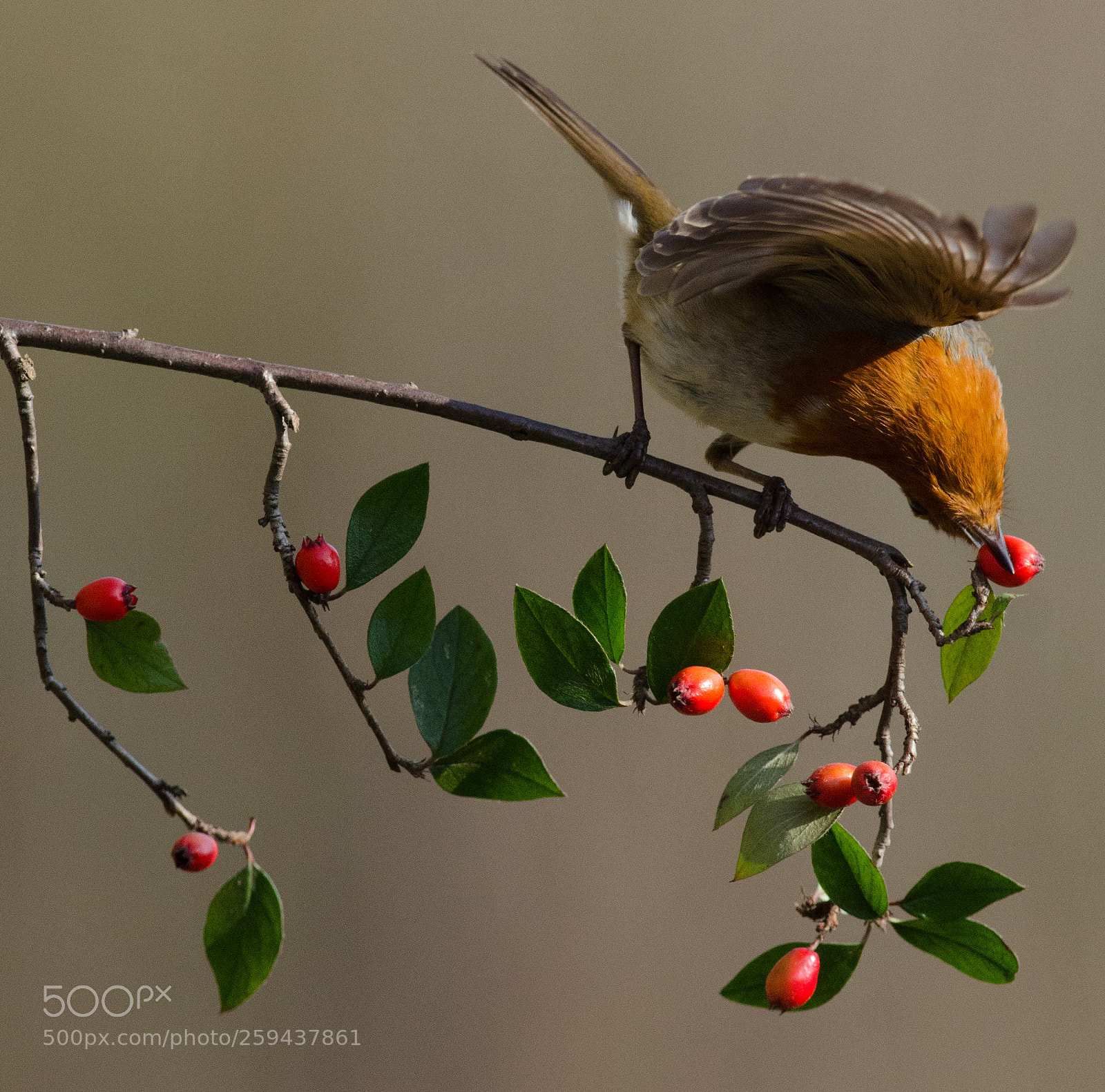 Nikon D7000 sample photo. Robin feeding photography