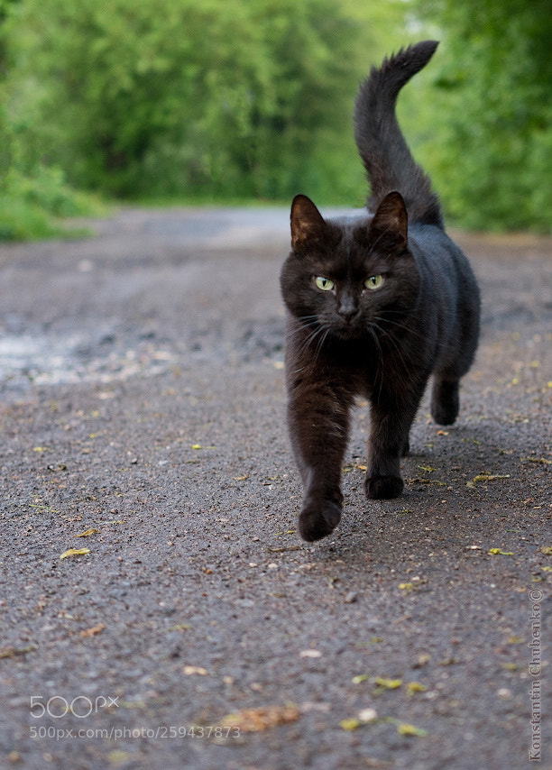 Sony a7R III sample photo. 002.jpg photography