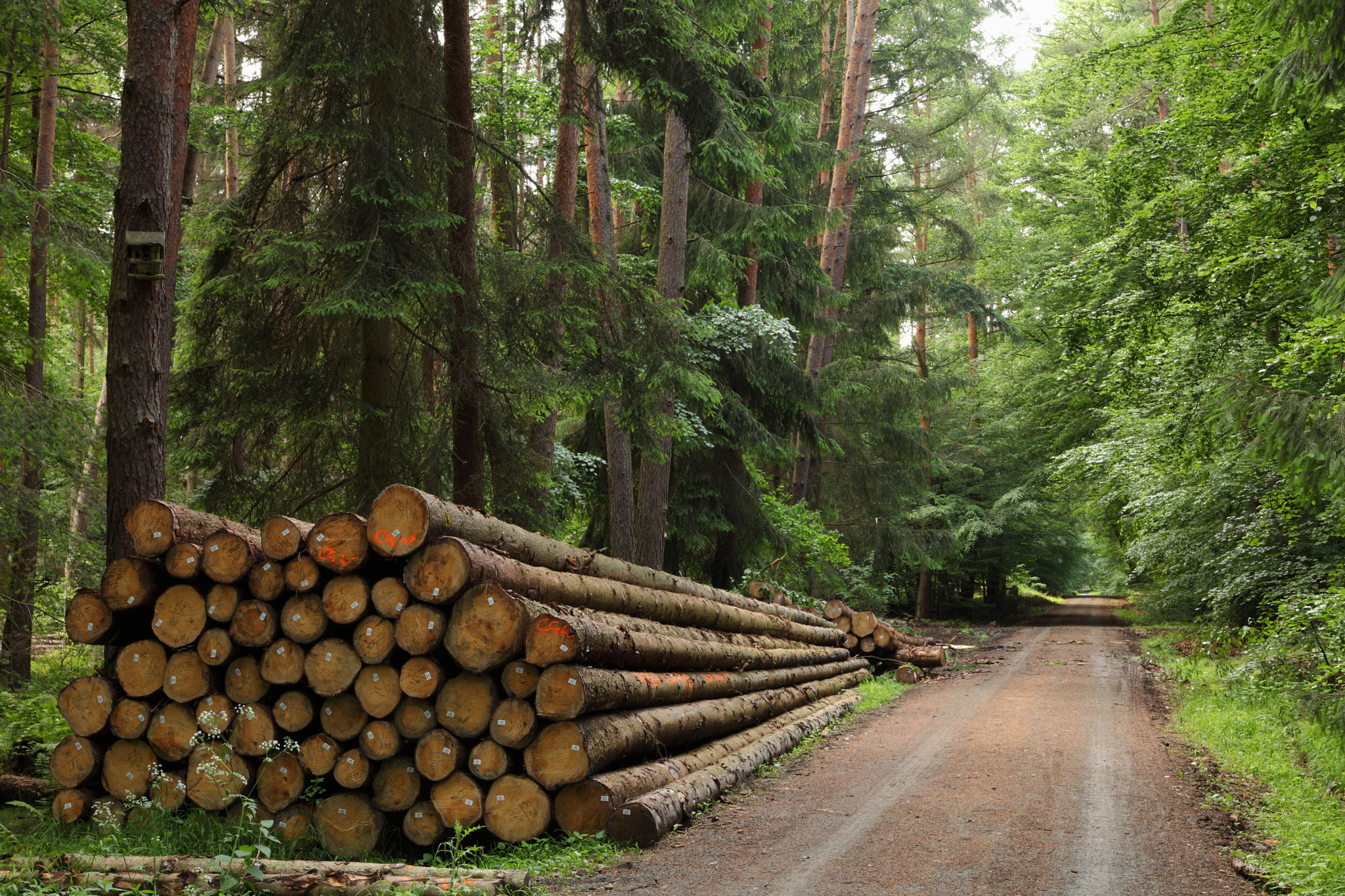 Canon EOS 5D Mark II sample photo. The timber wood photography