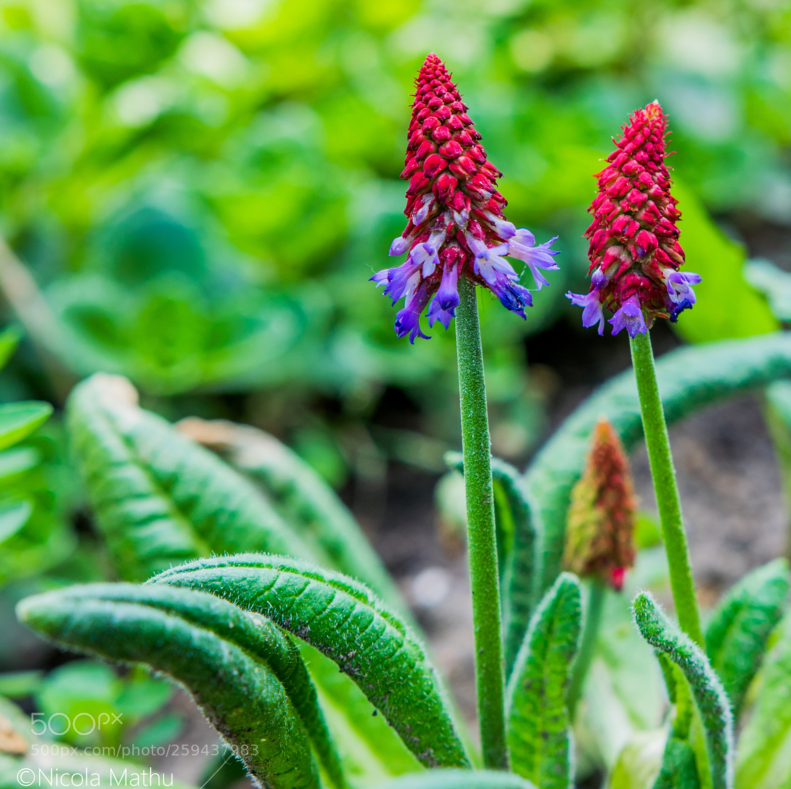 Nikon D5300 sample photo. Orchideeprimula photography