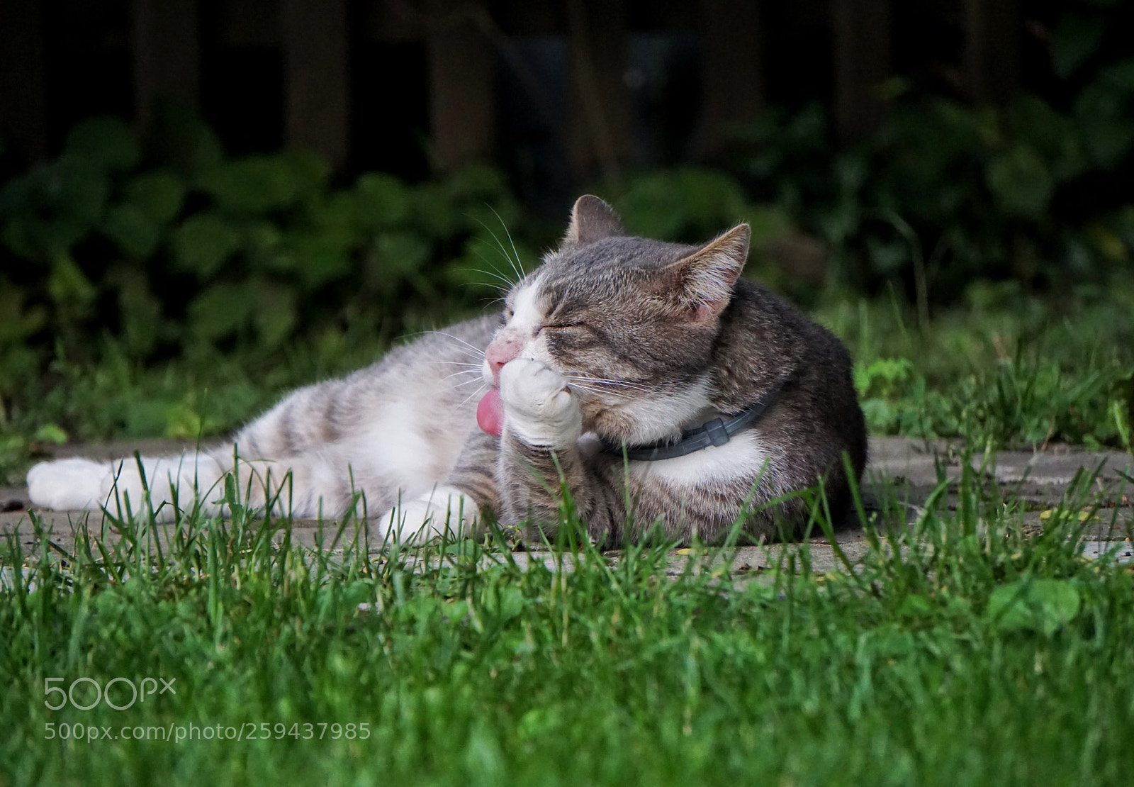 Sony a6000 sample photo. Scotty’s hard life photography