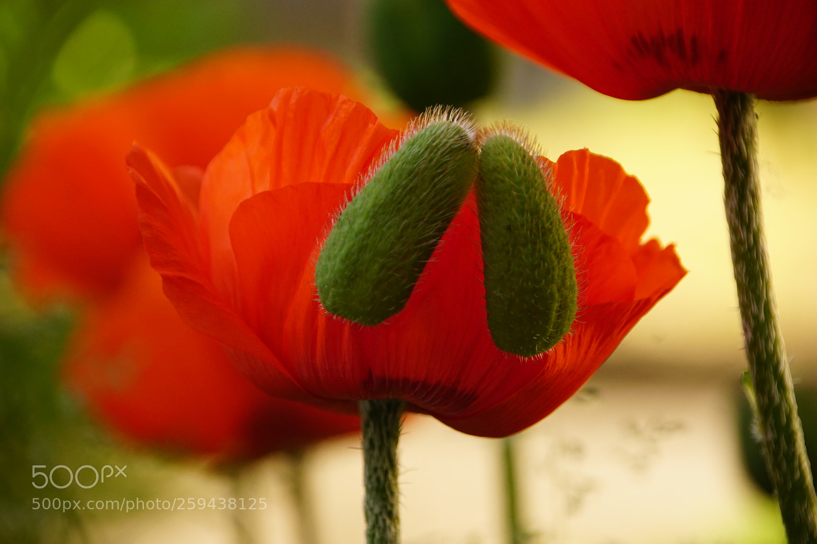 Sony ILCA-77M2 sample photo. Poppy 2018 photography