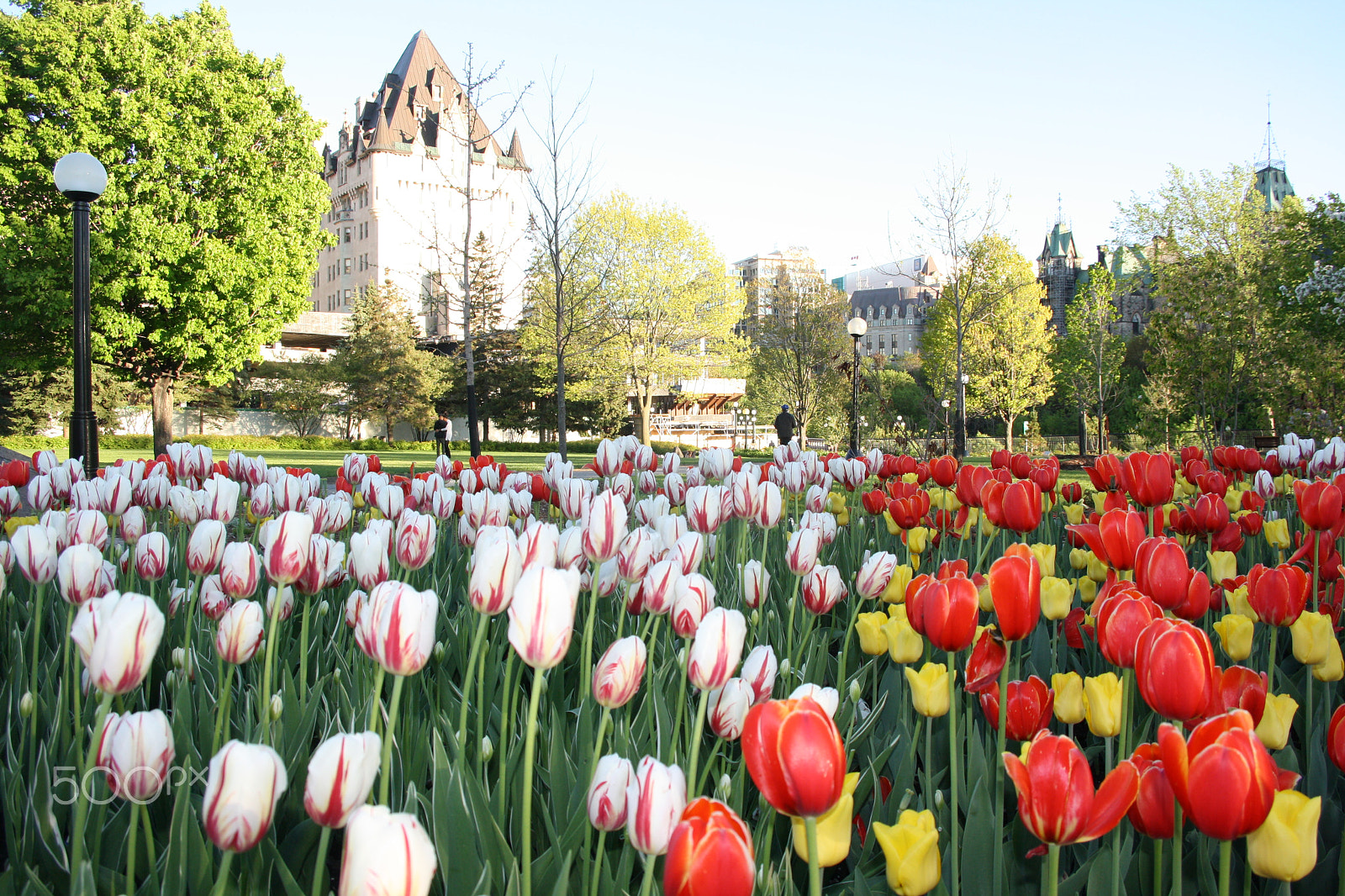 Sigma 18-50mm f/3.5-5.6 DC sample photo. Tulips (3) photography