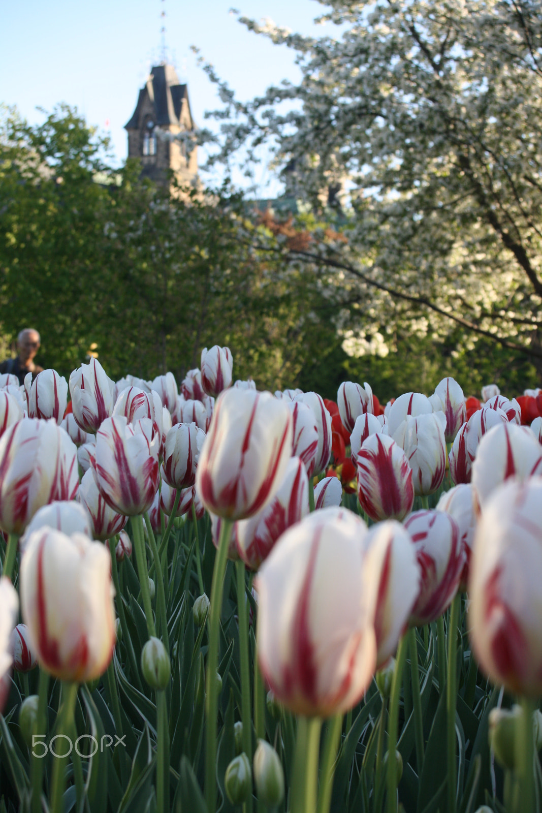 Sigma 18-50mm f/3.5-5.6 DC sample photo. Tulips (2) photography