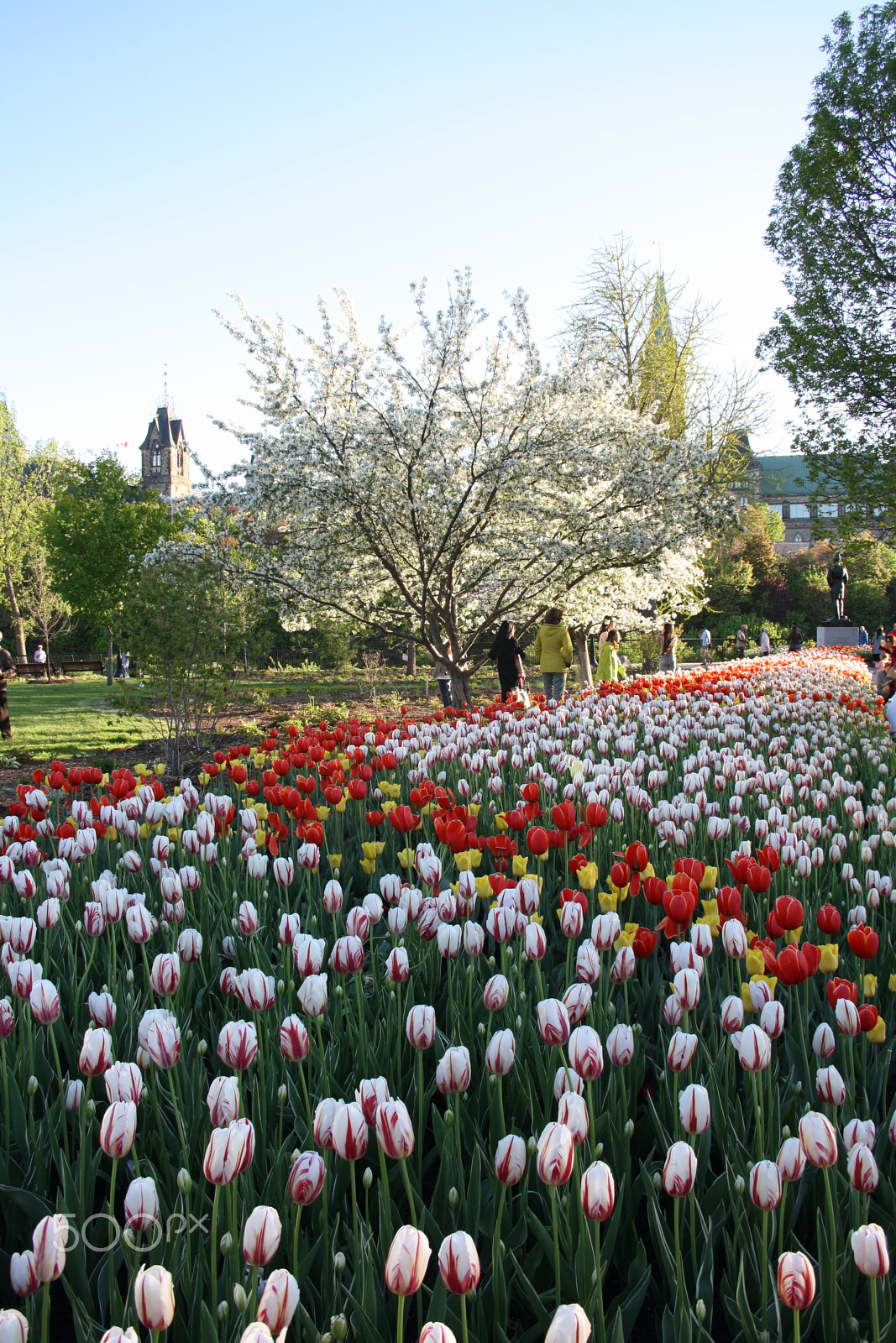 Sigma 18-50mm f/3.5-5.6 DC sample photo. Tulips (1) photography