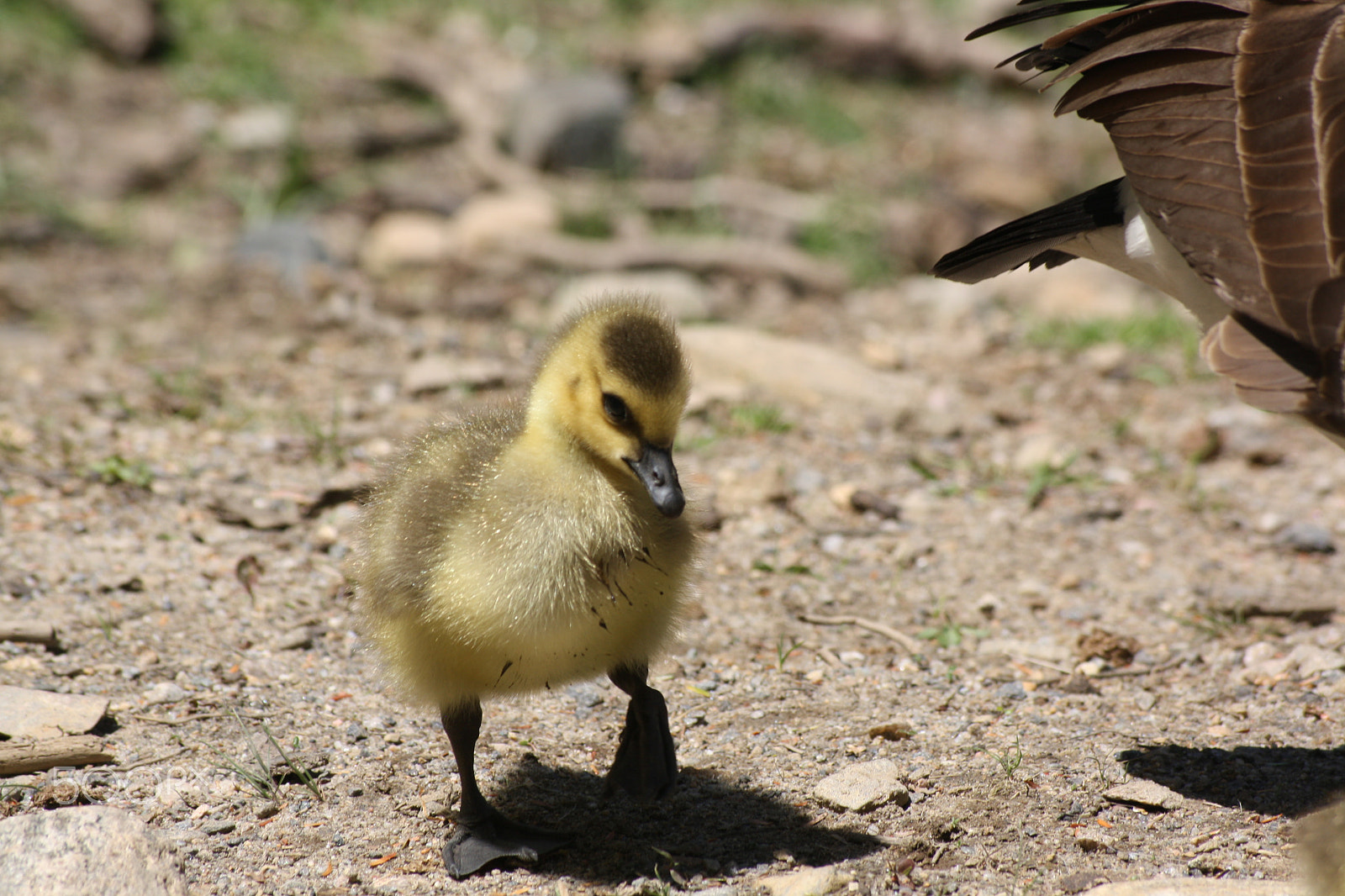 Sigma 55-200mm f/4-5.6 DC sample photo. Chick photography