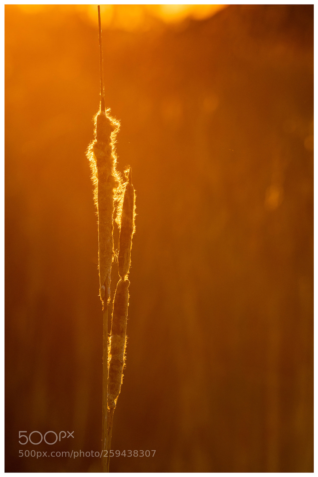 Nikon D850 sample photo. Untitled photography