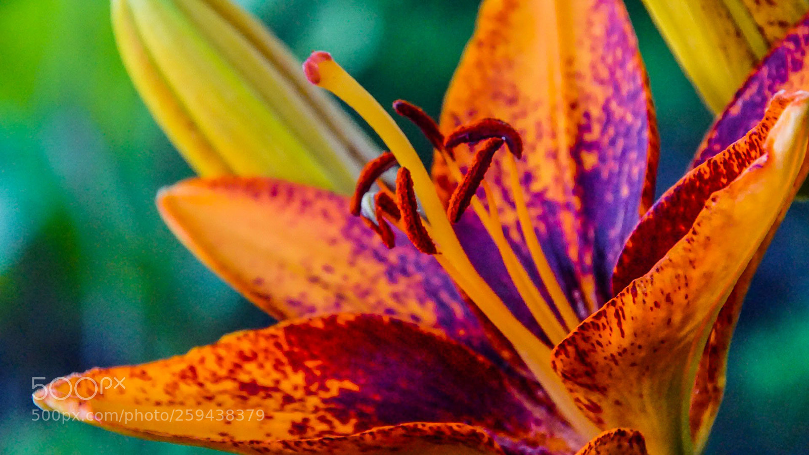Sony a6000 sample photo. The open lily photography