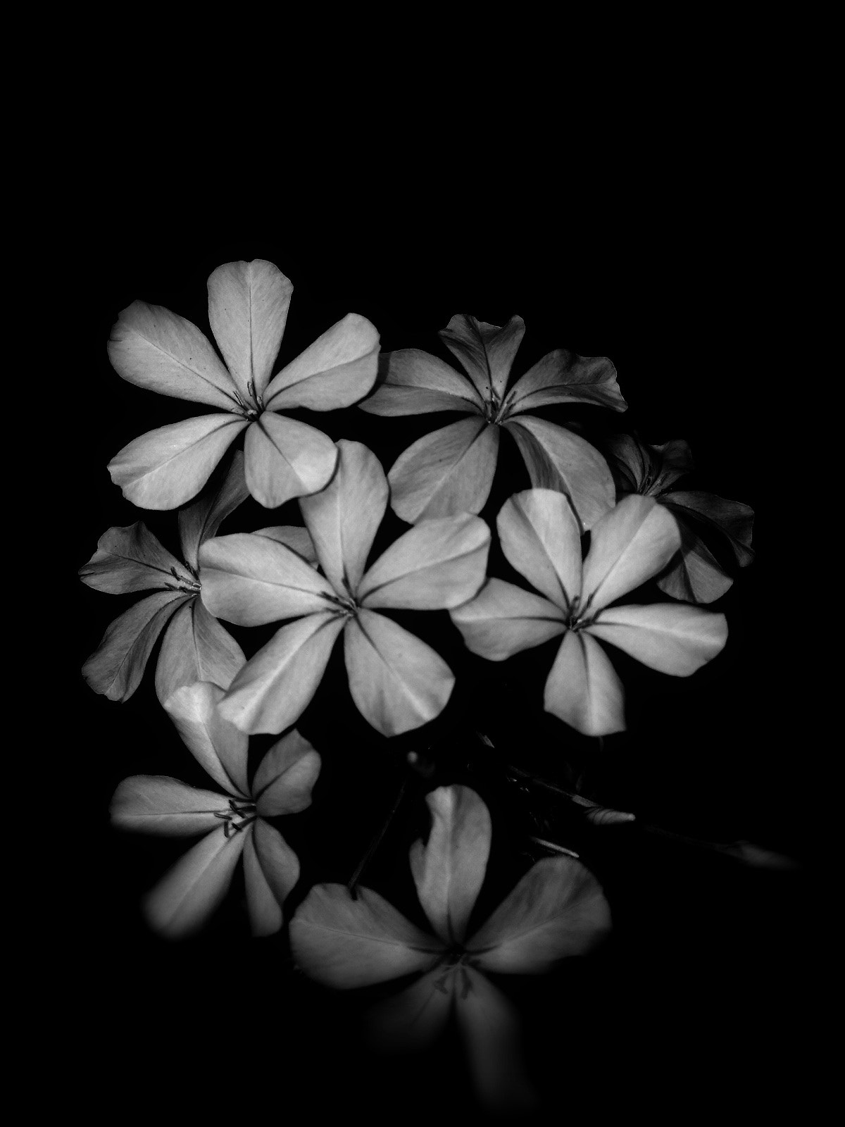 Xiaomi MI MAX sample photo