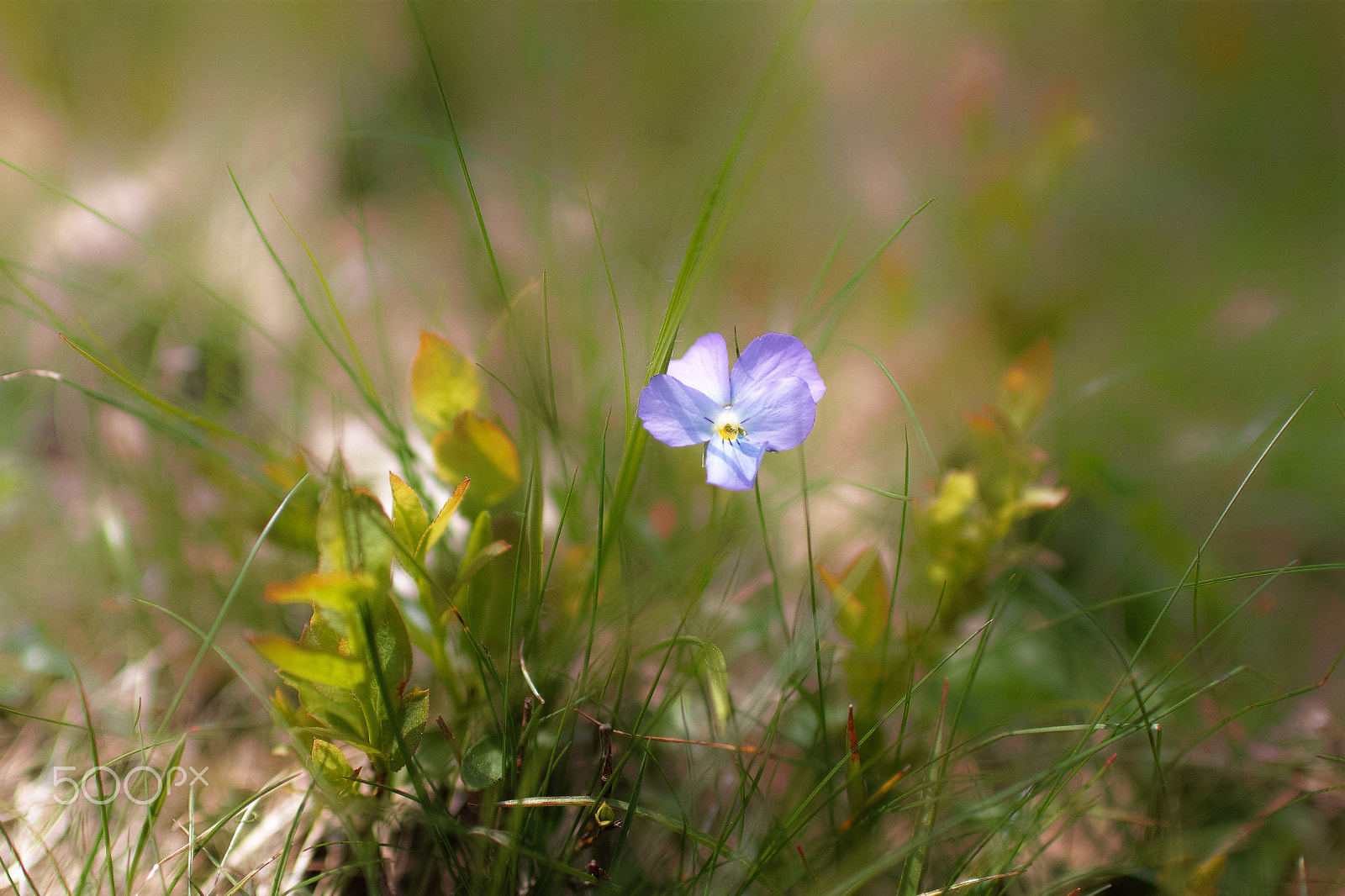 Sigma sd Quattro sample photo. Viola calcarata photography