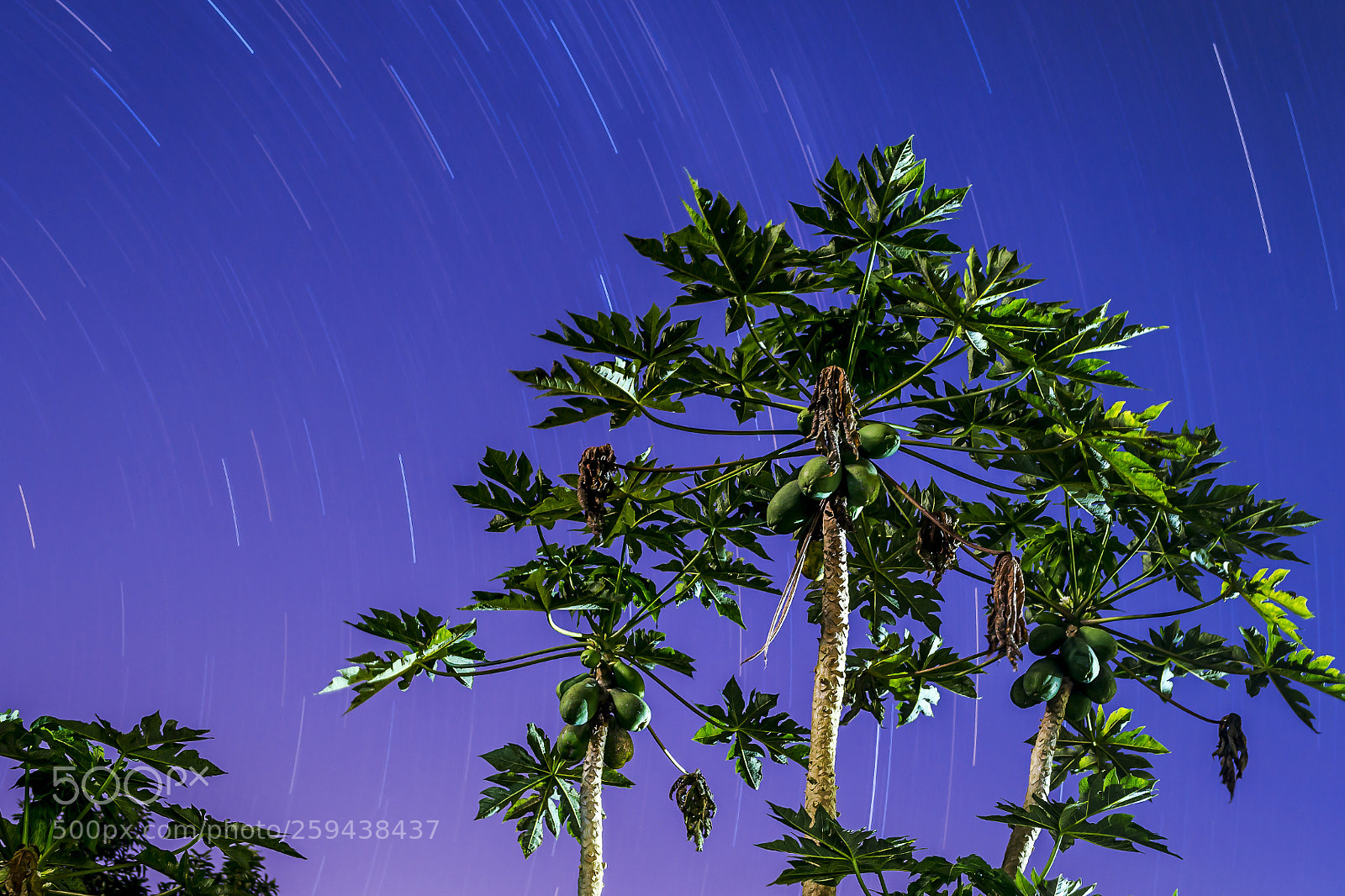 Nikon D3100 sample photo. Papaya tree and star photography