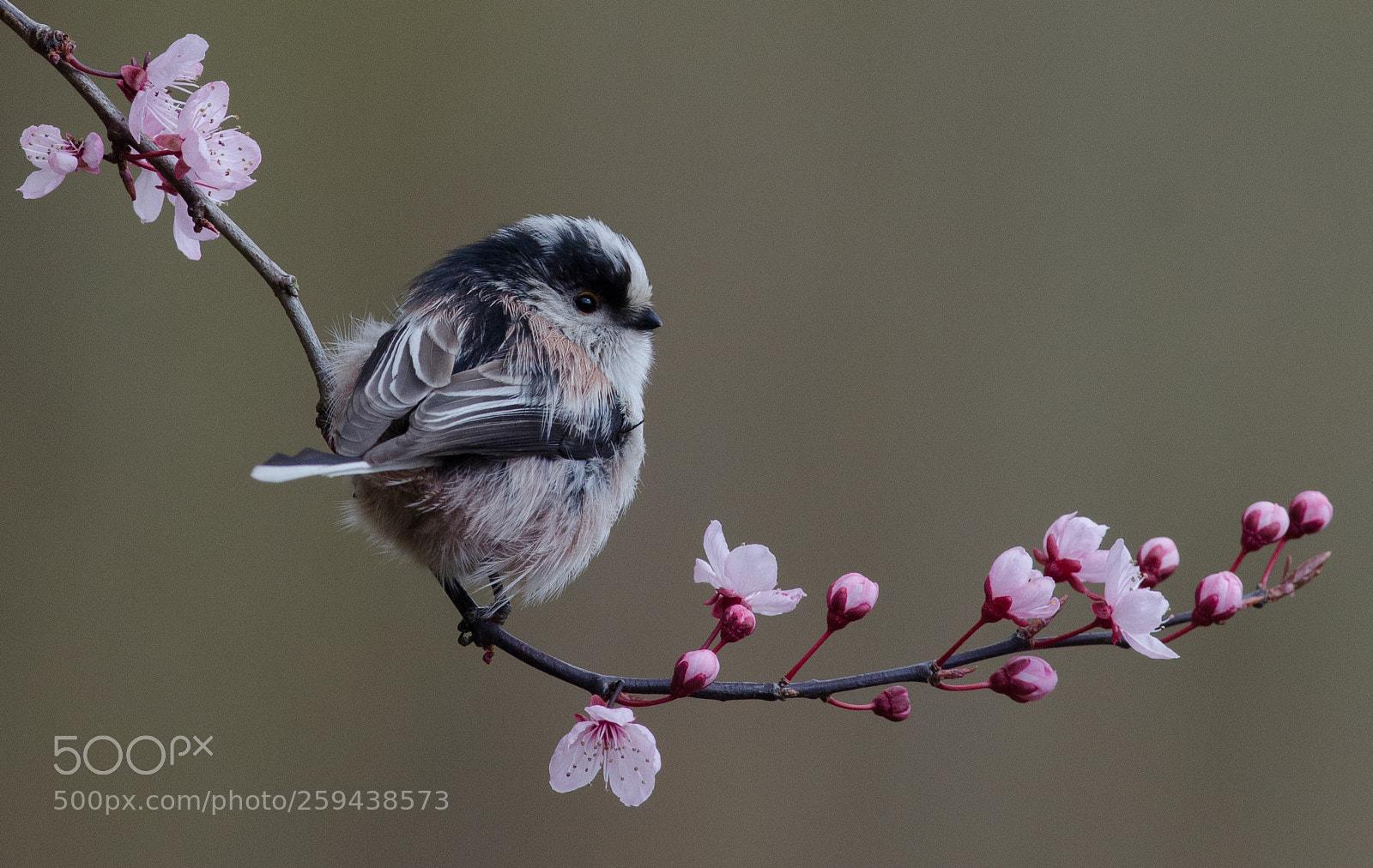 Nikon D7000 sample photo. Long tailed tit on photography