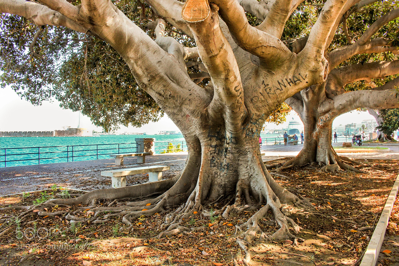 Canon EOS 700D (EOS Rebel T5i / EOS Kiss X7i) sample photo. Sicilia messina photography