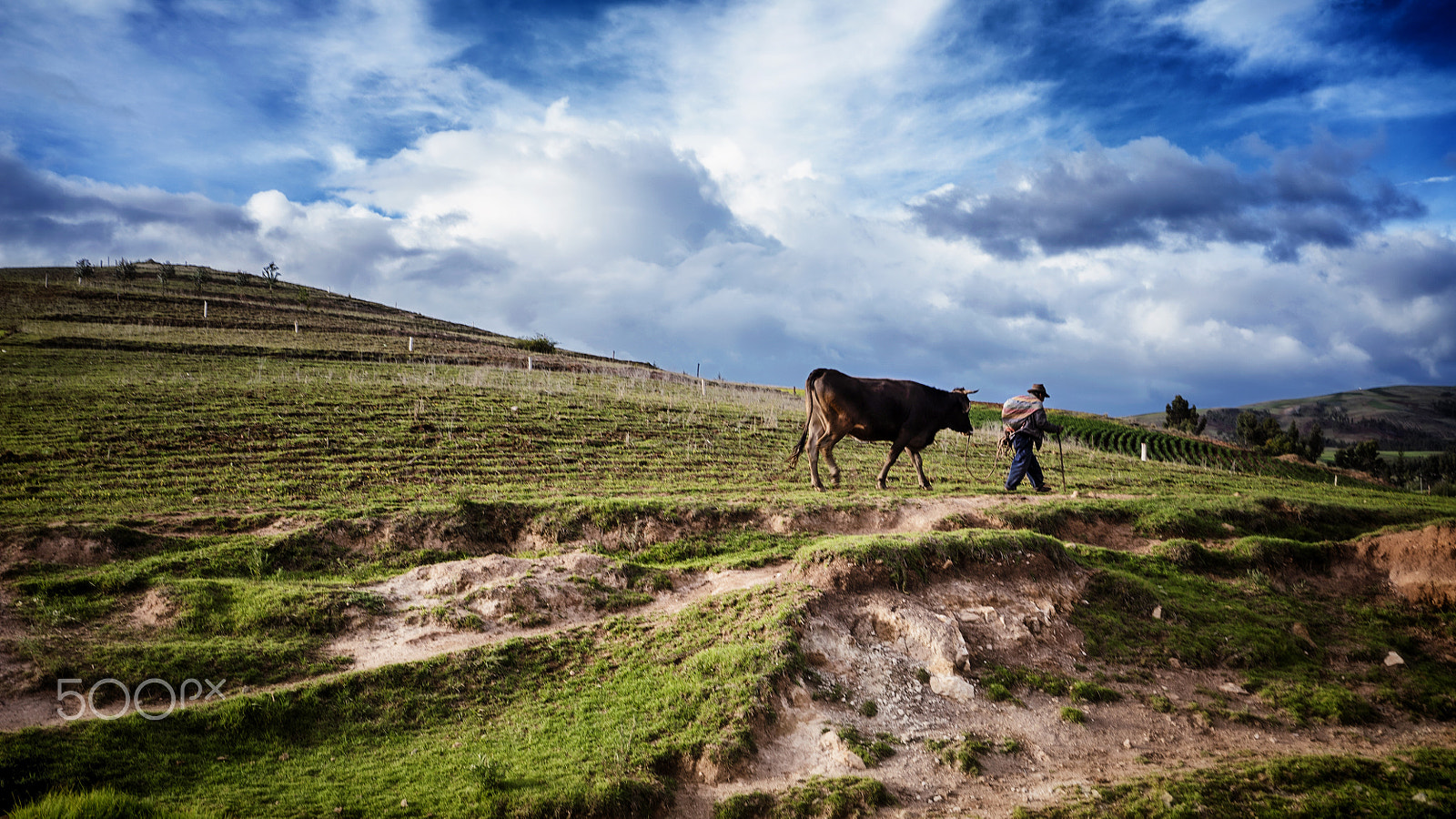 Sony a7S II sample photo. Farmer walking with cow over pastures of peru photography