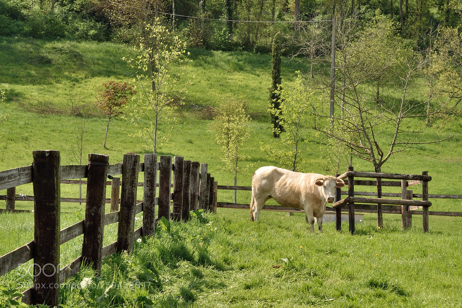 Nikon D5500 sample photo. La vache photography