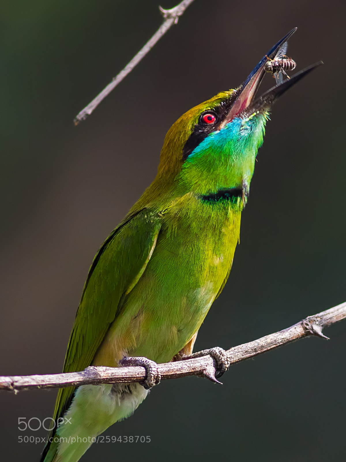 Canon EOS 7D Mark II sample photo. Green bee eater photography