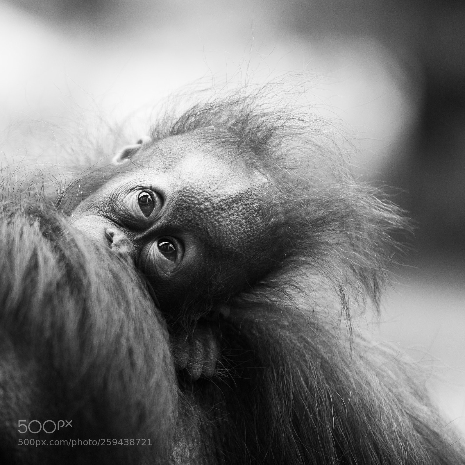 Canon EOS 5D Mark II sample photo. Little monkey photography