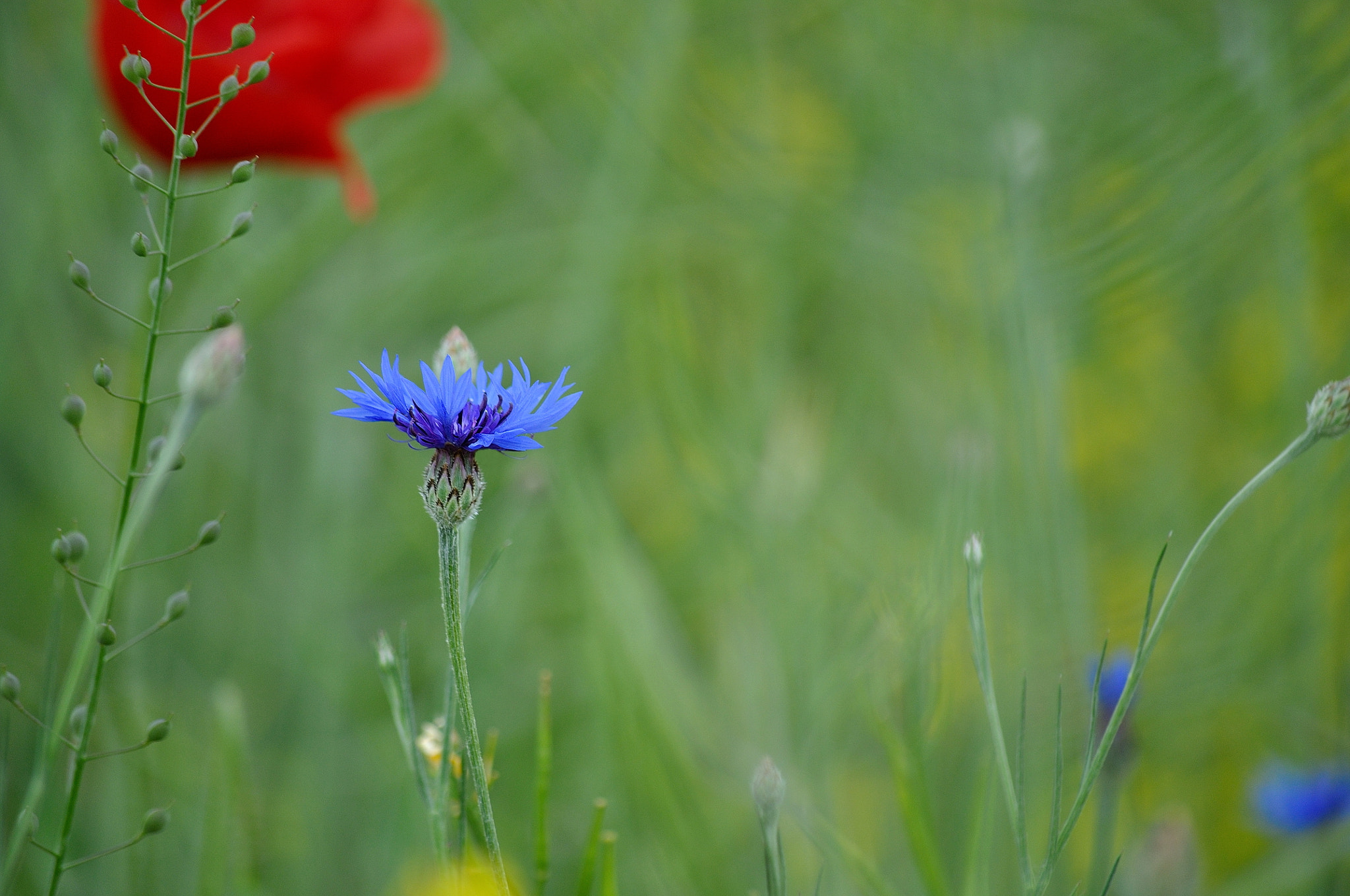 Nikon D5000 sample photo. Blue photography