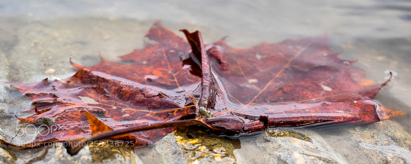 Nikon D5500 sample photo. A fallen leaf photography