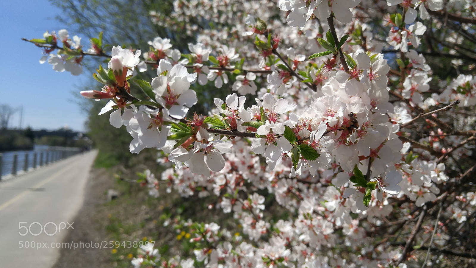 LG G4 sample photo. Blossoms photography
