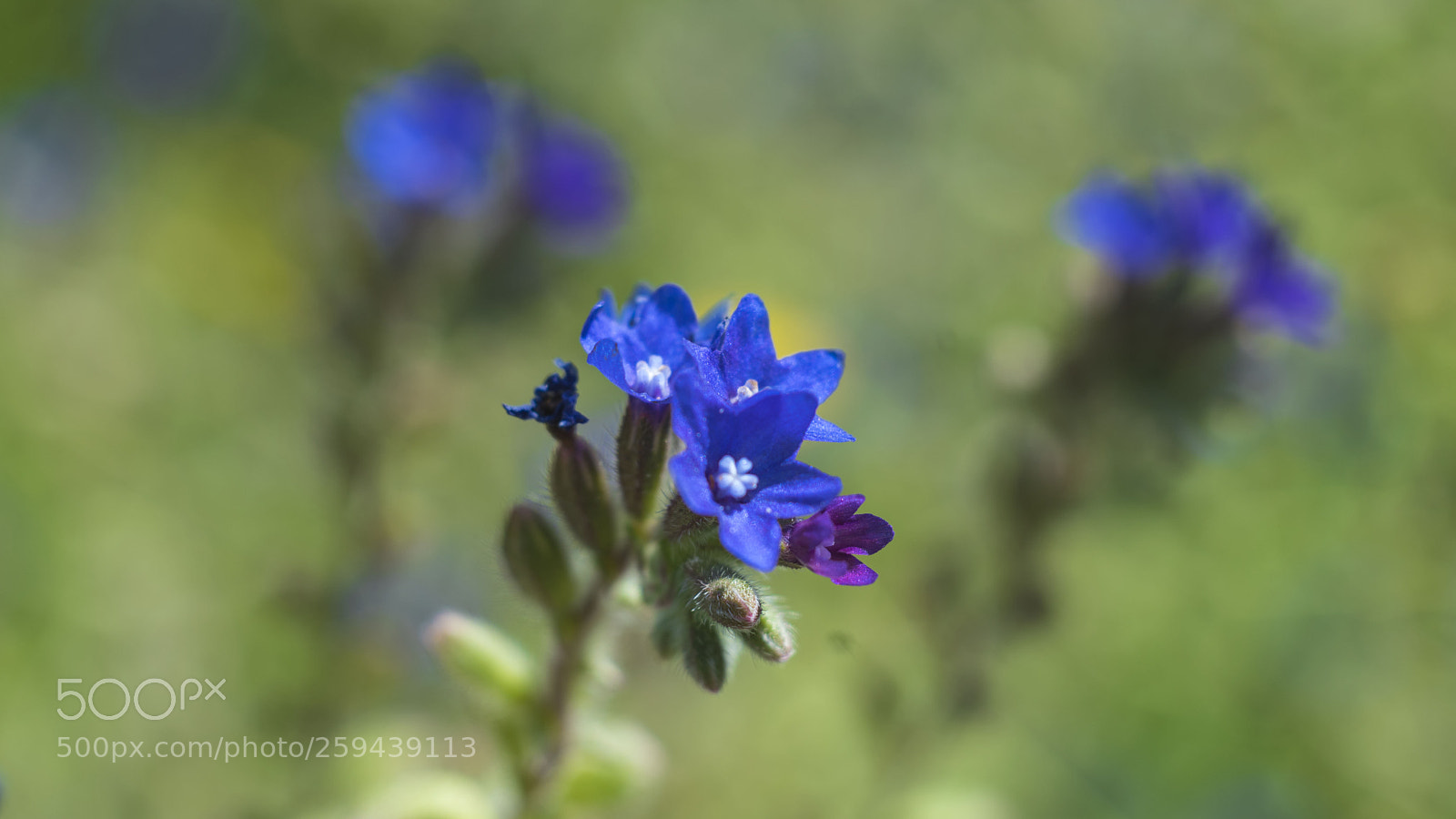 Nikon D750 sample photo. Blue flowers photography