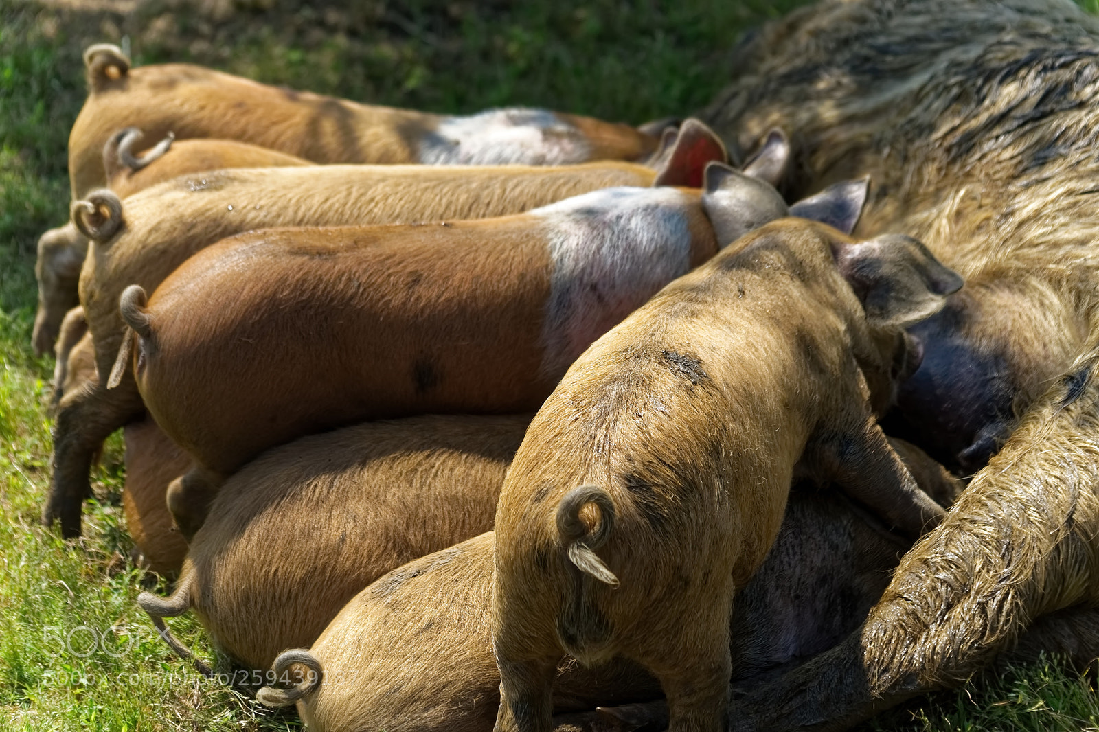 Sony SLT-A99V sample photo. Scrum for mum. photography