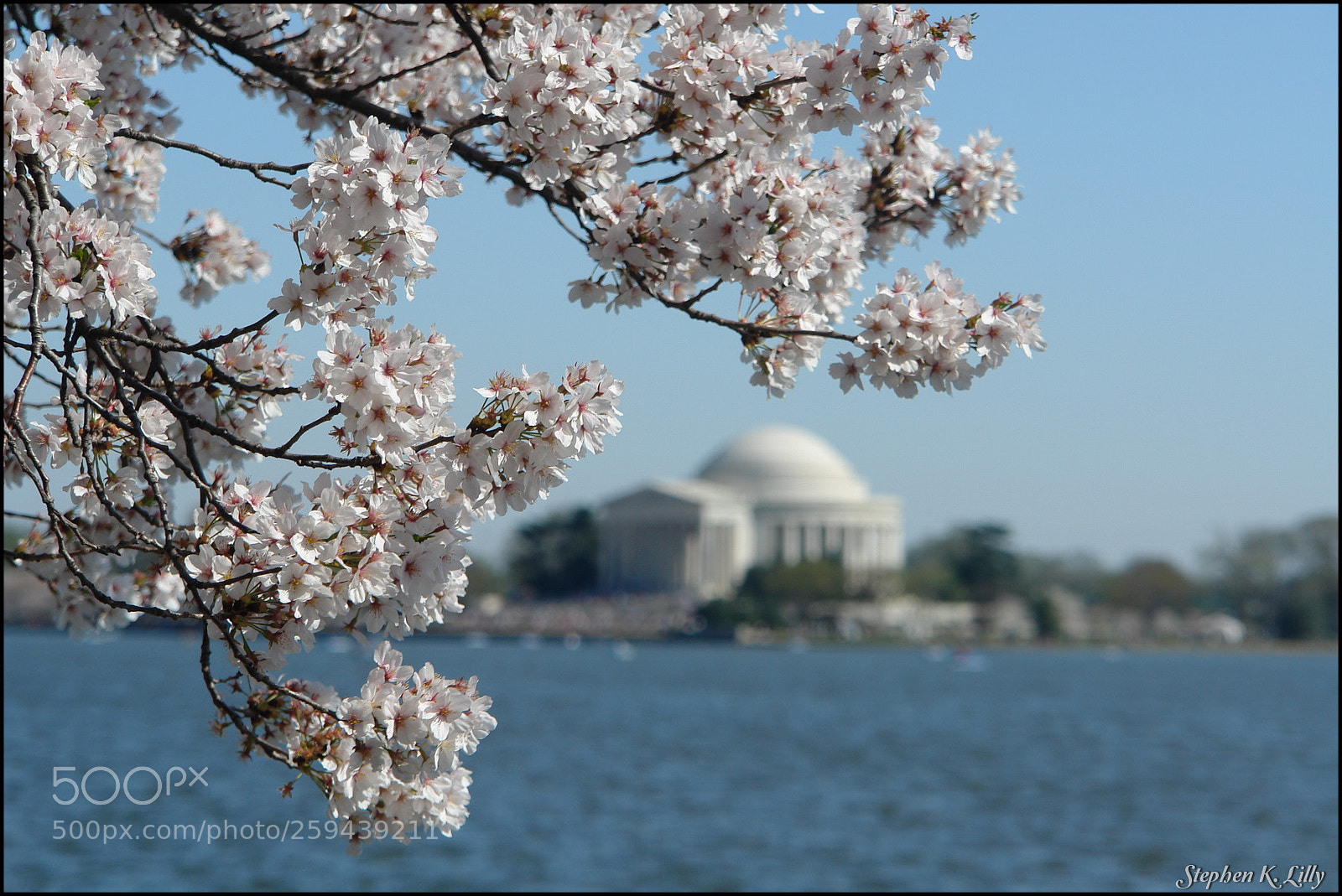 Sony DSC-R1 sample photo. Jefferson monument under cherry photography