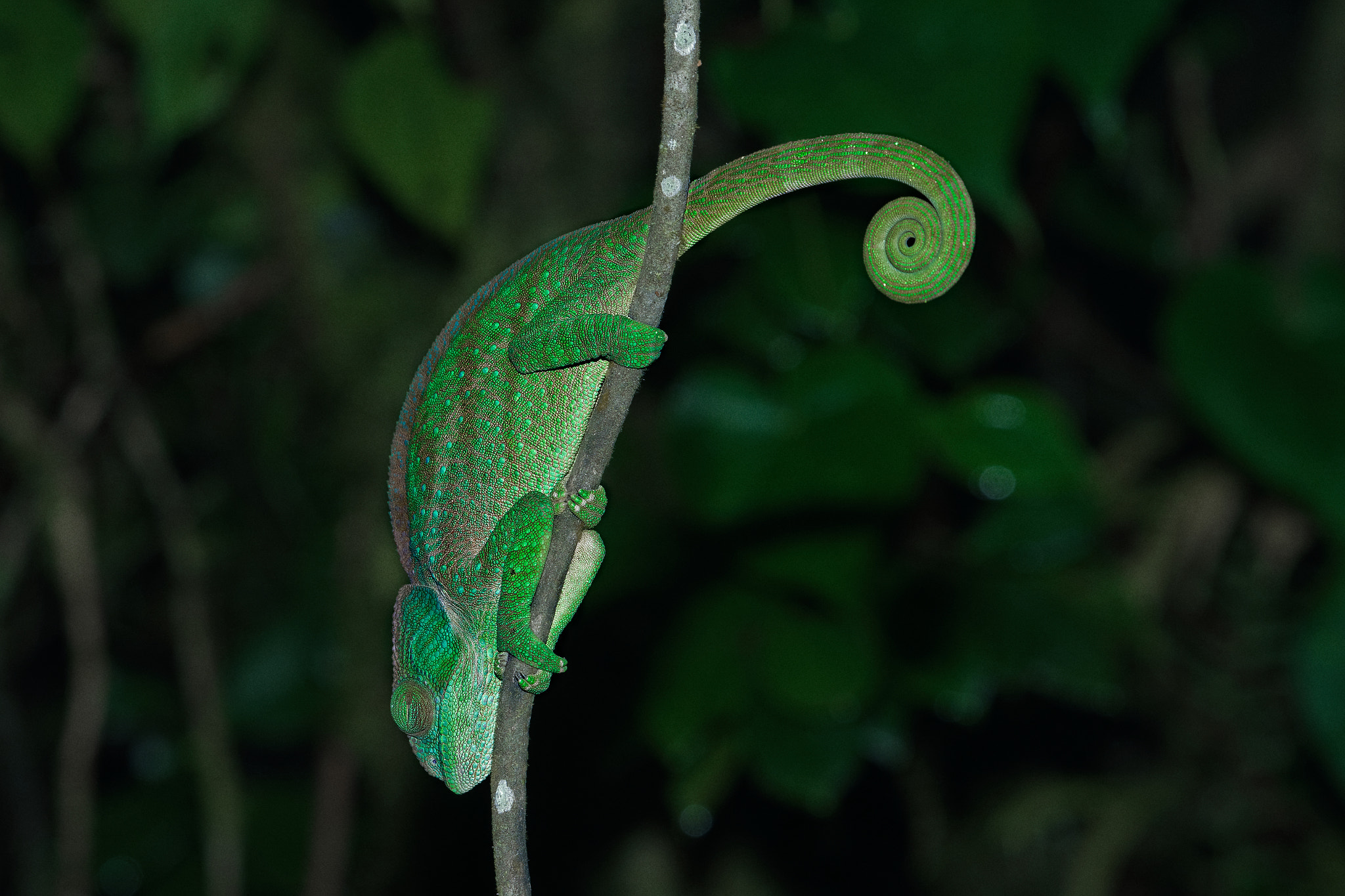 Sony FE 70-300mm F4.5-5.6 G OSS sample photo. Night chameleon photography