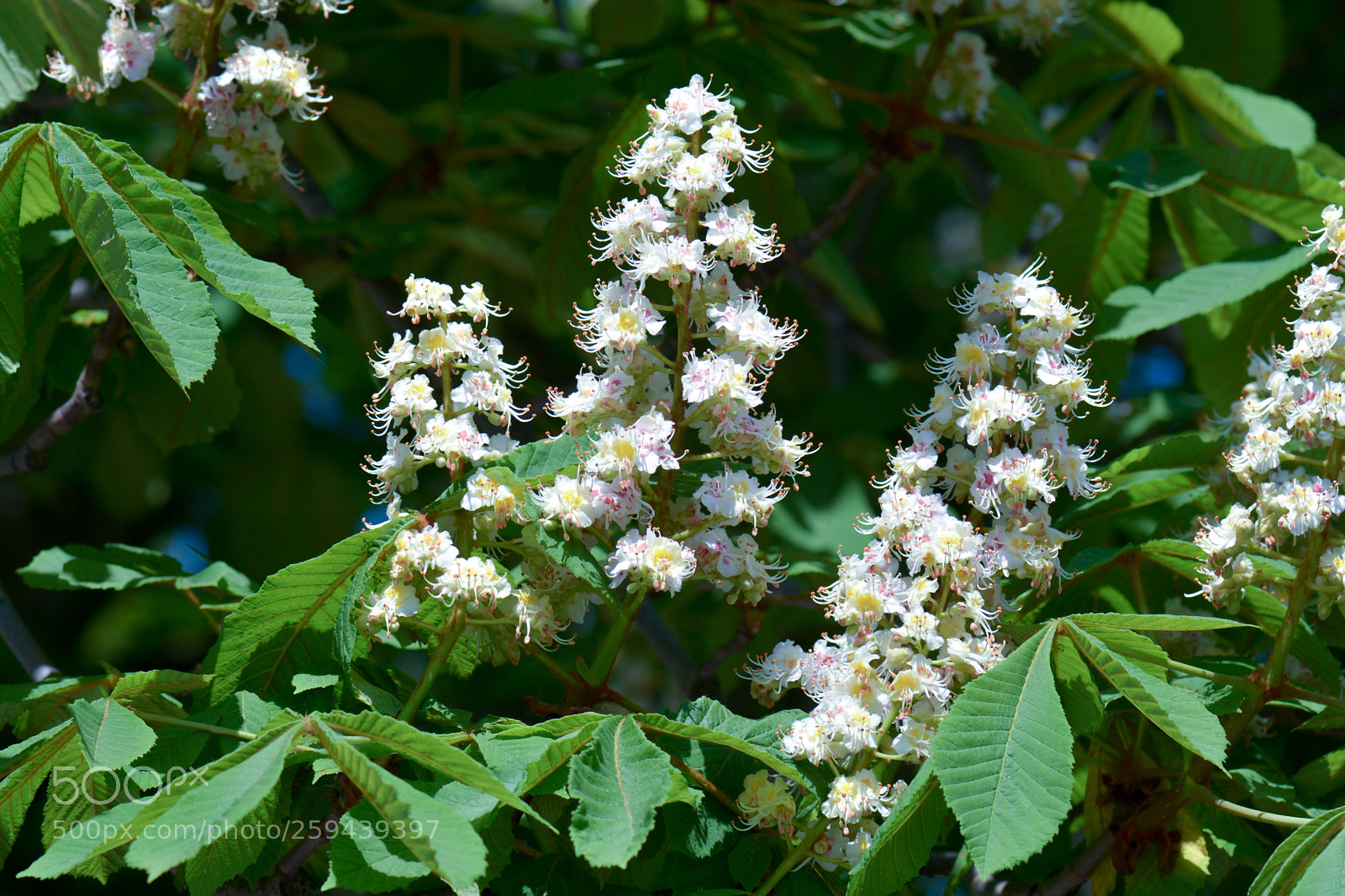 Nikon D7100 sample photo. Chessnut trees white flowers. photography