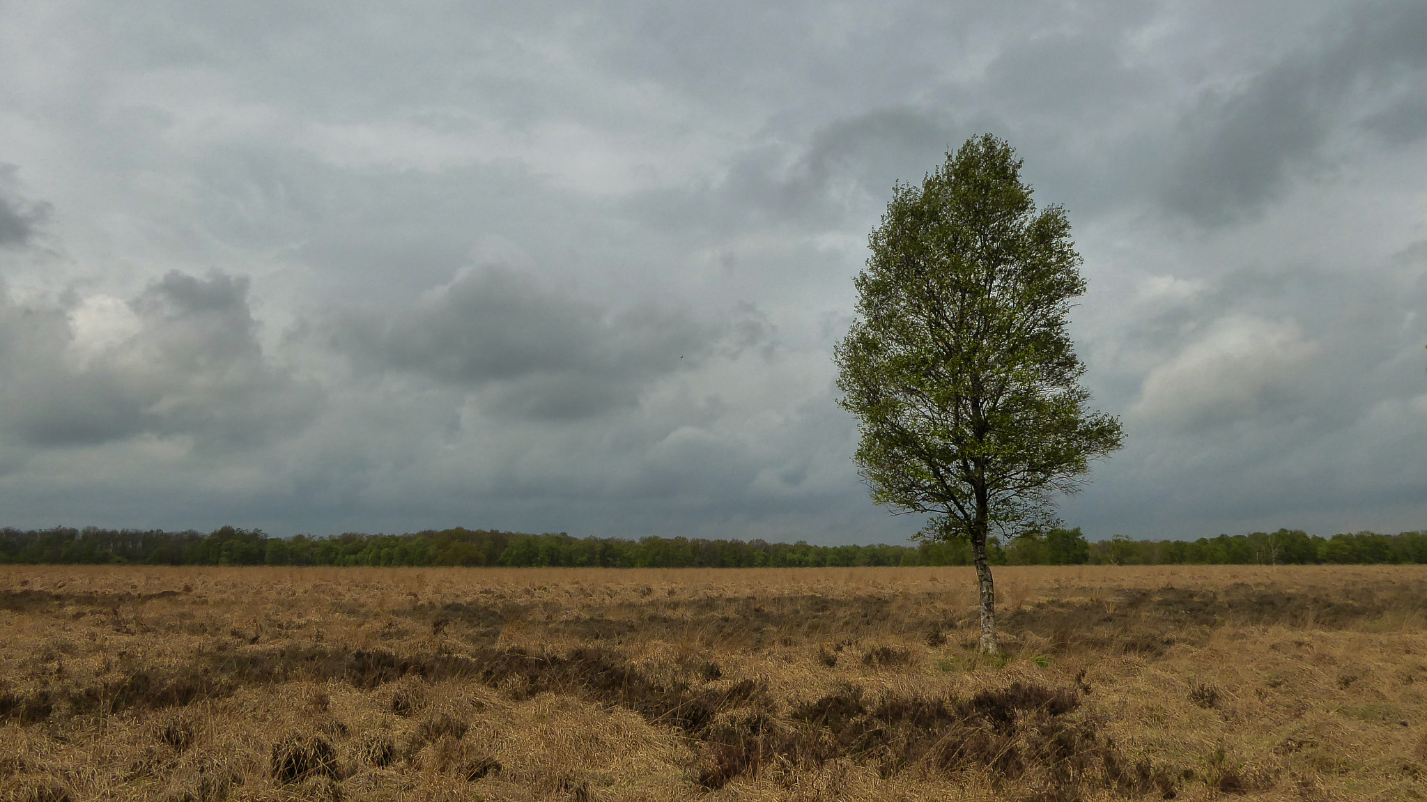 Panasonic Lumix DMC-ZS50 (Lumix DMC-TZ70) sample photo. De grote stille heide photography