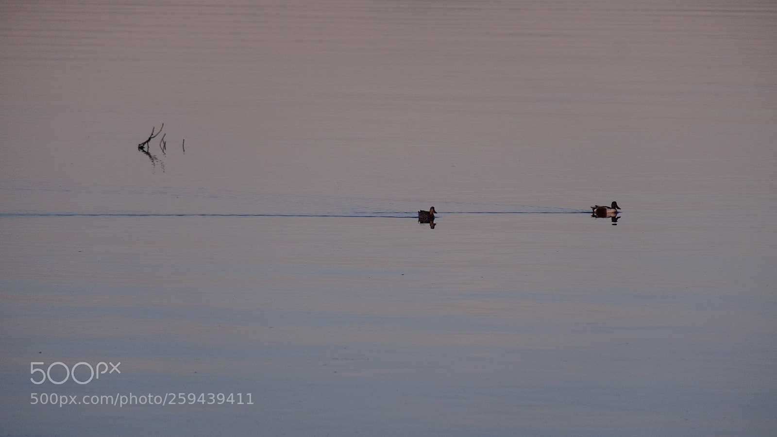 Fujifilm X-E3 sample photo. Ducks swimming photography