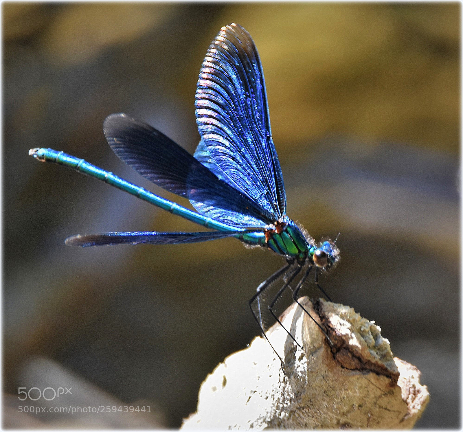 Nikon D7200 sample photo. "blue" photography