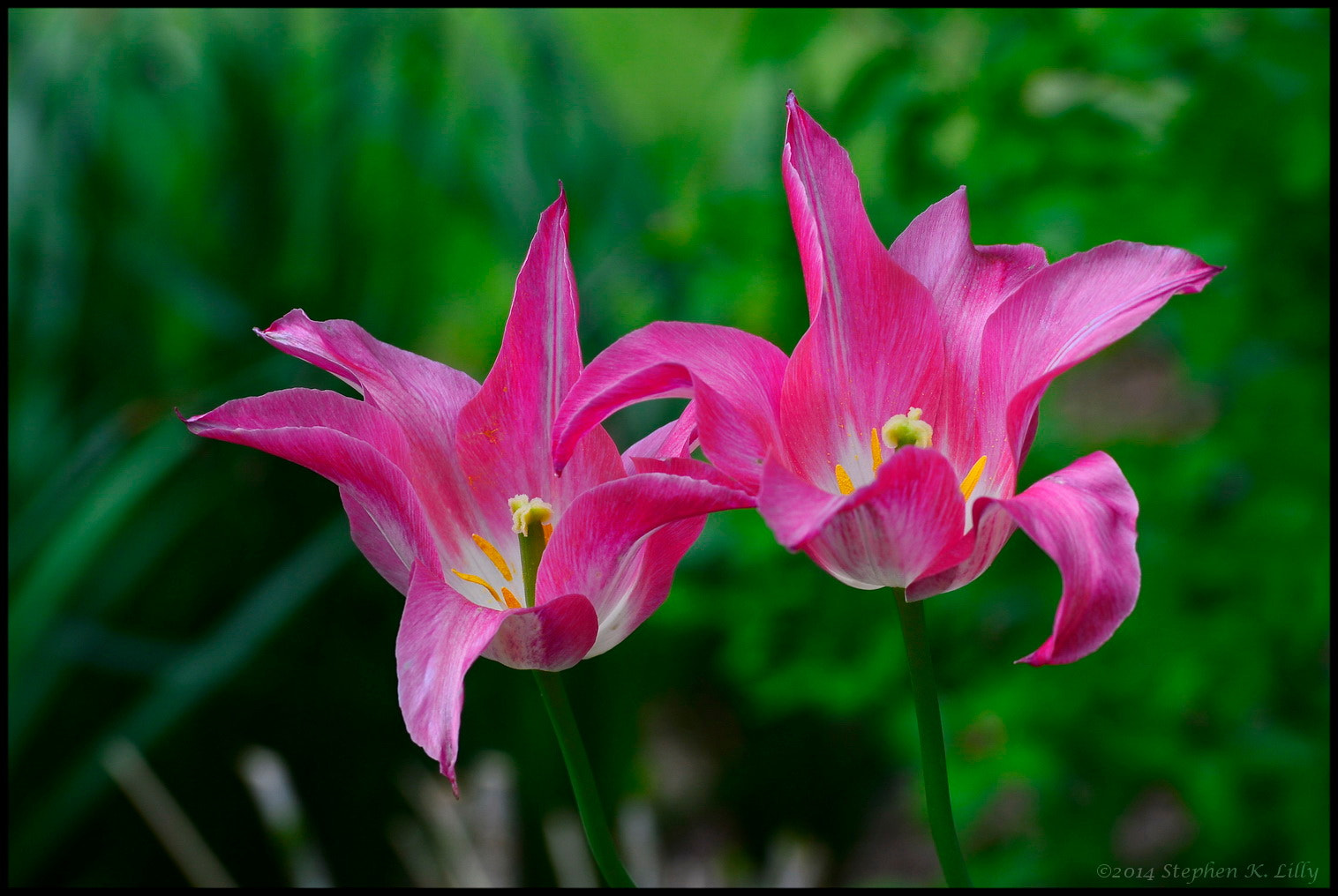 Nikon D4 sample photo. Sklilly photography