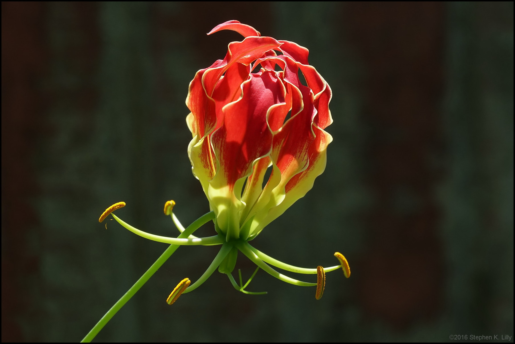 Sony FE 70-300mm F4.5-5.6 G OSS sample photo. Sklilly photography