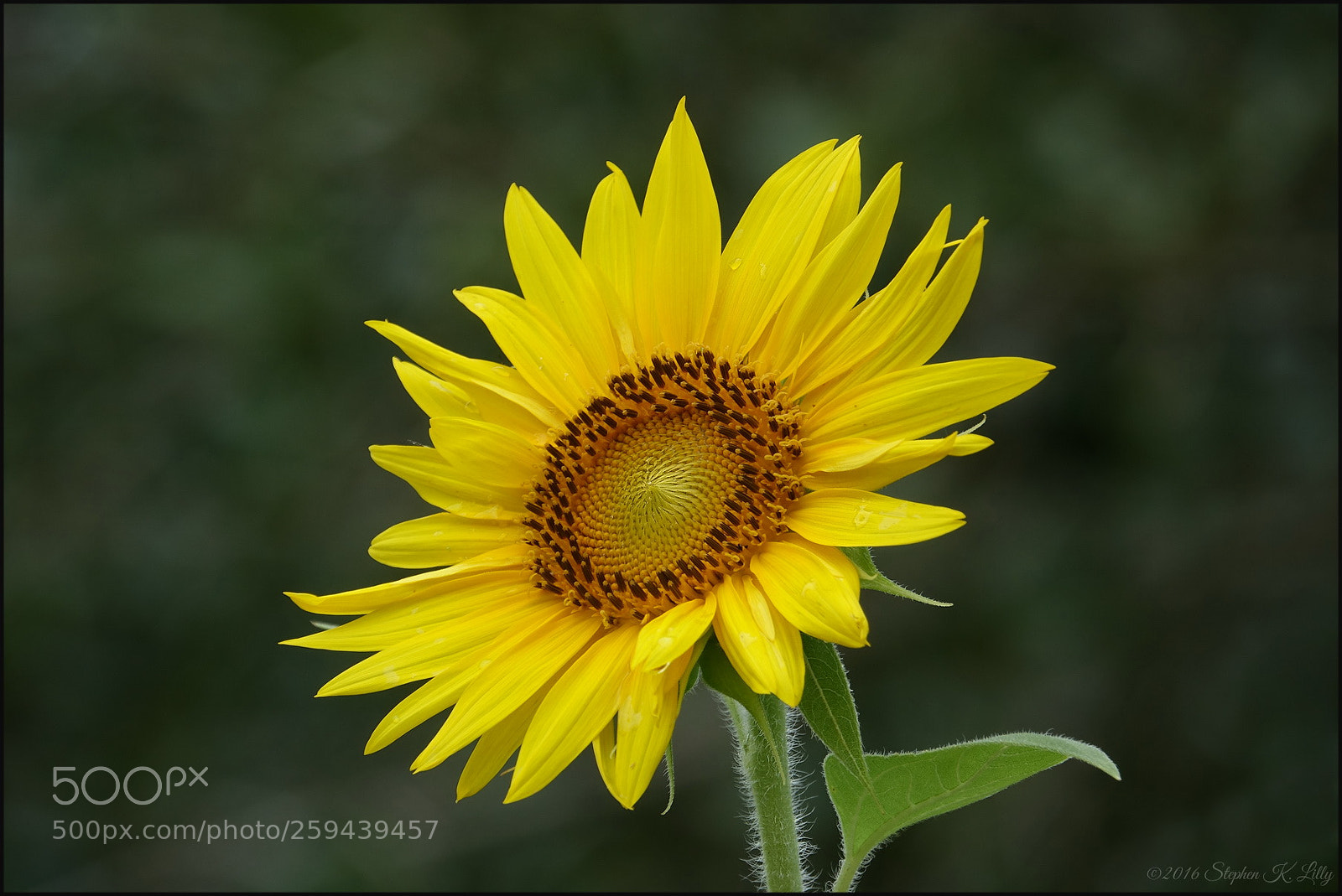 Sony Cyber-shot DSC-RX10 III sample photo. Sunflower photography