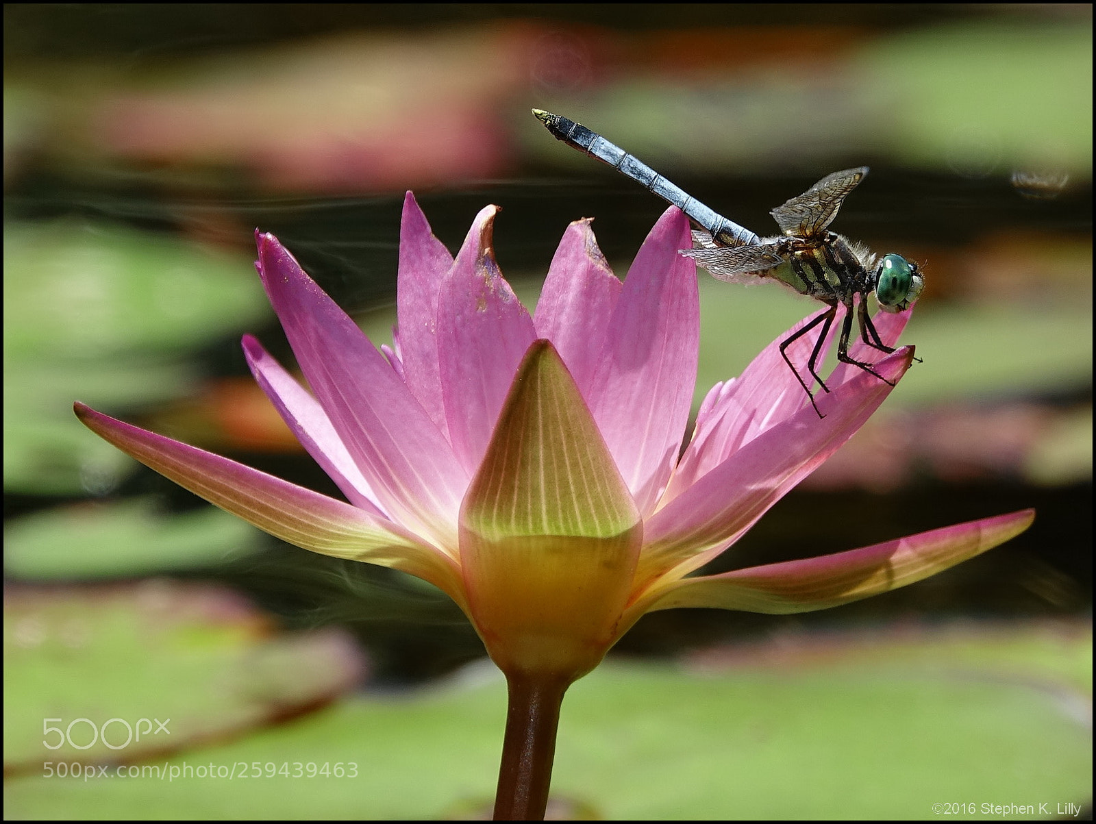 Sony Cyber-shot DSC-RX10 III sample photo. Dragonfly on water lily photography