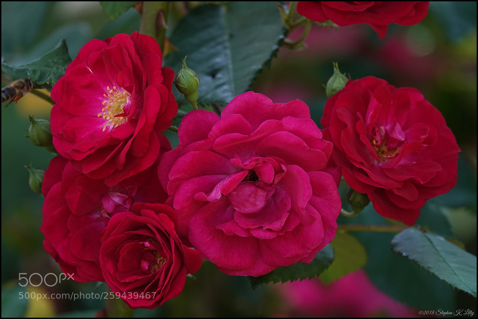 Sony Cyber-shot DSC-RX10 IV sample photo. Sklilly photography